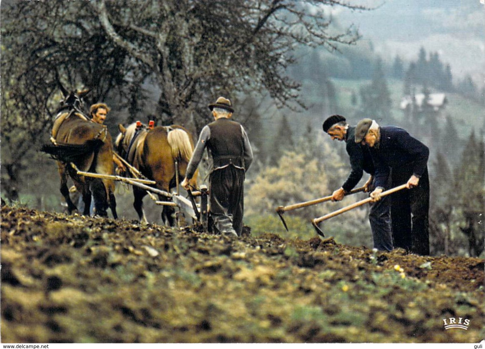 Métier Agriculture Labours (labour Labourage Cheval Chevaux Horse Horses Paysans)  Photo GETTLIFFE*PRIX FIXE - Autres & Non Classés