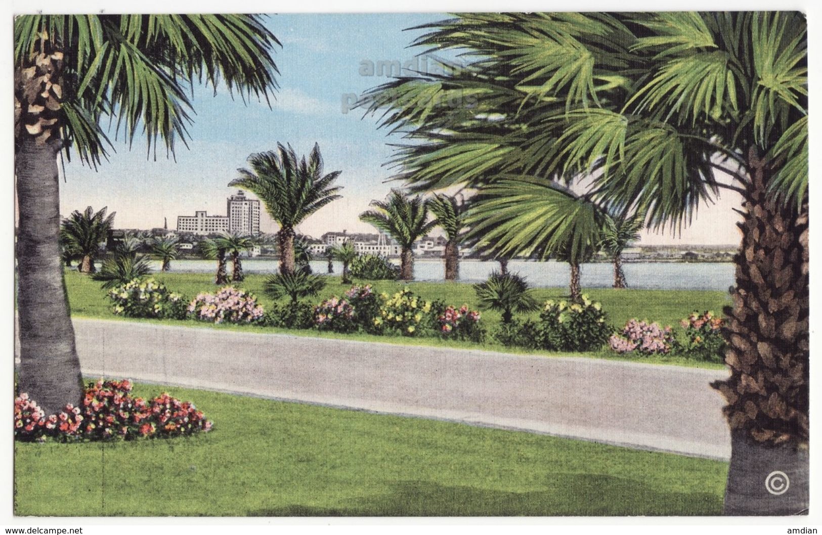 Corpus Christi TX, Ocean Drive Scene C1940s Vintage Unused Texas Postcard M8536 - Corpus Christi