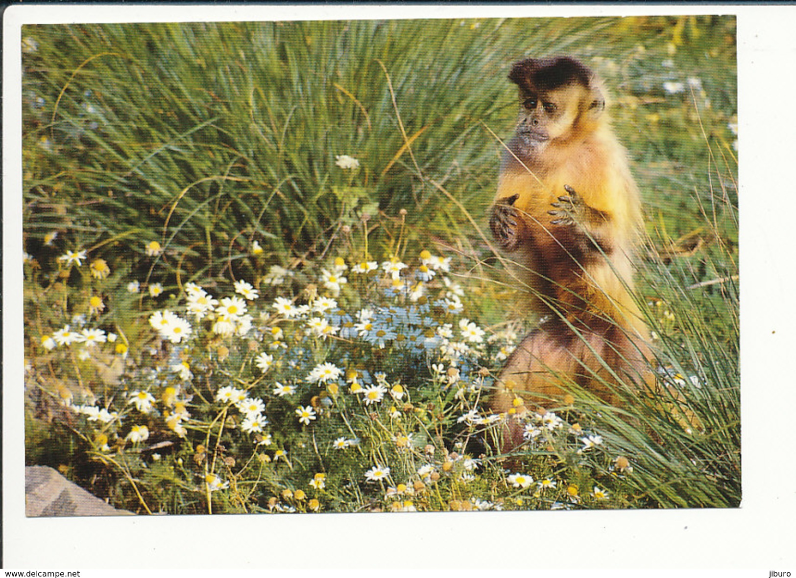 TBE - Jardin Zoologique Des Sables D'Olonne (zoo) Singe Capucin Animal Collection Louis Gay CP68/43 - Apen