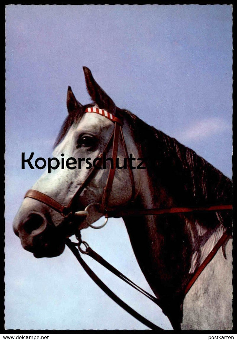 ÄLTERE POSTKARTE PFERD SCHIMMEL ZAUM ZAUMZEUG Grey Horse Cheval AK Cpa Postcard Ansichtskarte - Caballos