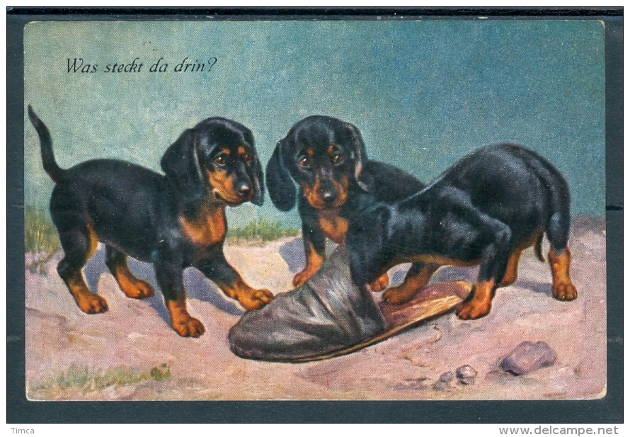 19026 3 Jeunes Teckel (Dachshund) Jouant Avec Une Pantoufle (Was Steckt Da Drin ?) - Honden