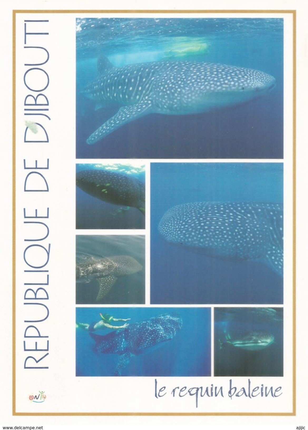 DJIBOUTI. Le Requin Baleine De La Mer Rouge,  Le Plus Grand Poisson Vivant Sur Terre, Carte Postale Format 20 X 14 Cm - Djibouti