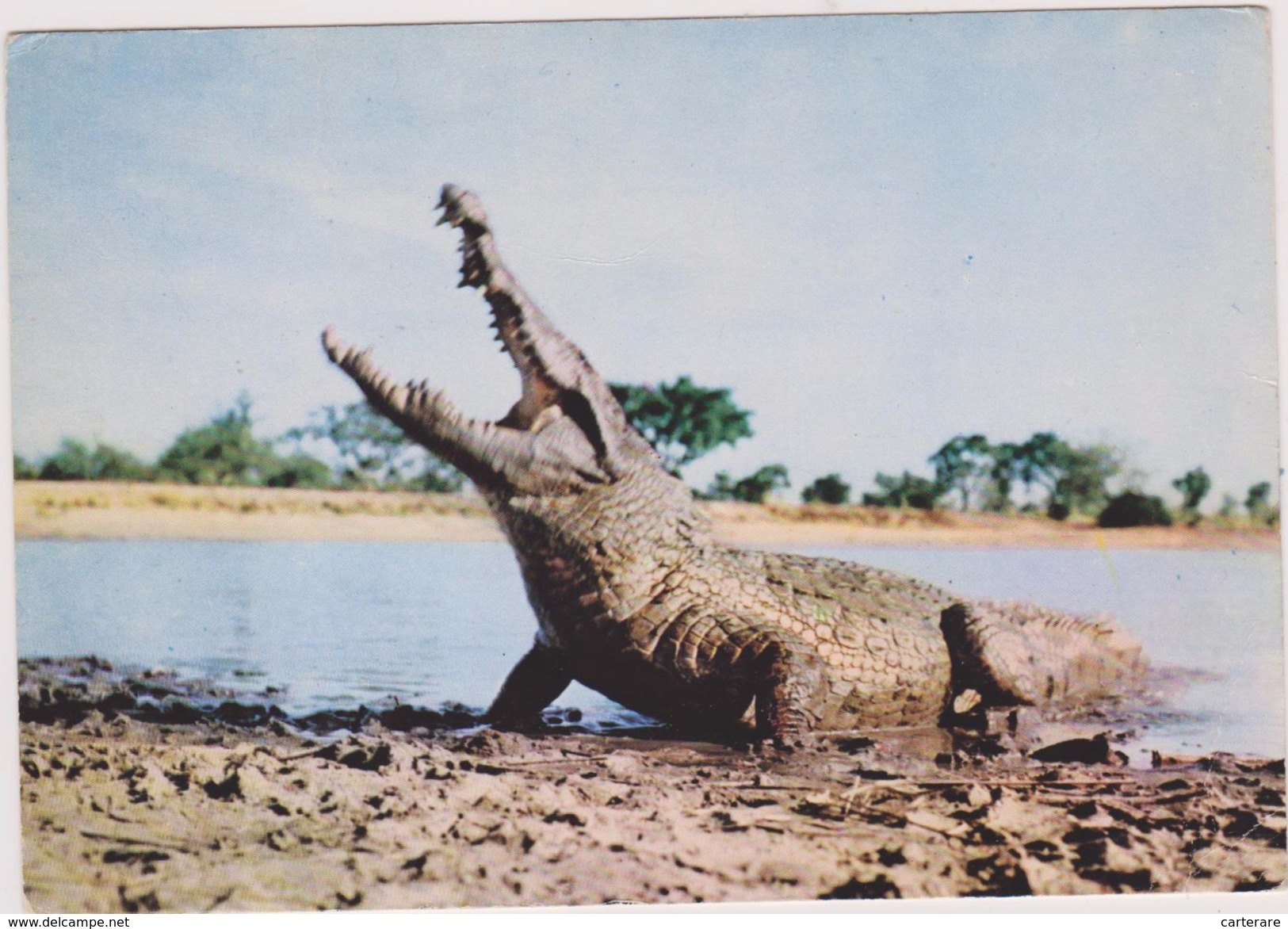 Afrique,africa,COTE D'IVOIRE,ex COLONIE FRANCAISE,CROCODILE A ABIDJAN,ALLIGATOR - Ivory Coast