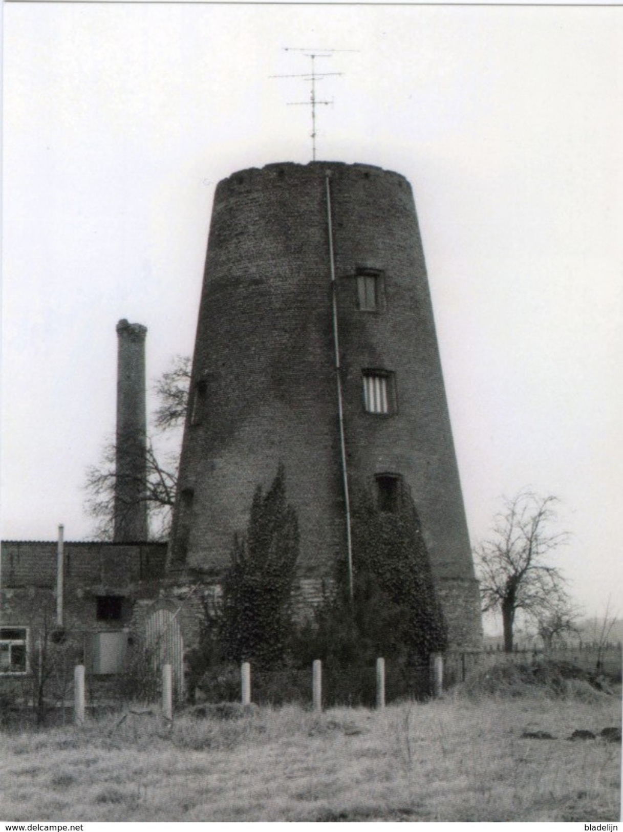 BUGGENHOUT (O.Vl.) - Molen/moulin - Historische Opname Van De Romp Van De Weiveldmolen In 1981; Prentkaart 10x14 Cm - Buggenhout