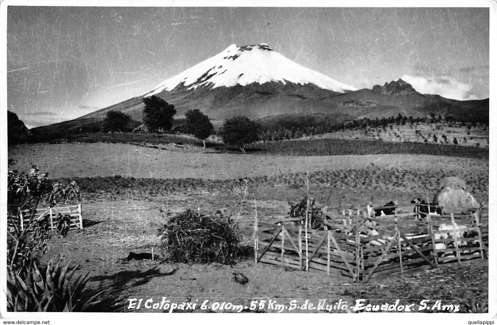 06635 "ECUADOR - EL COTOPAXI M. 6010 VULCANO - 55 KM S. DE QUITO S. AMX - " ANIMATA, MUCCHE. CART  SPED 1966 - Equateur