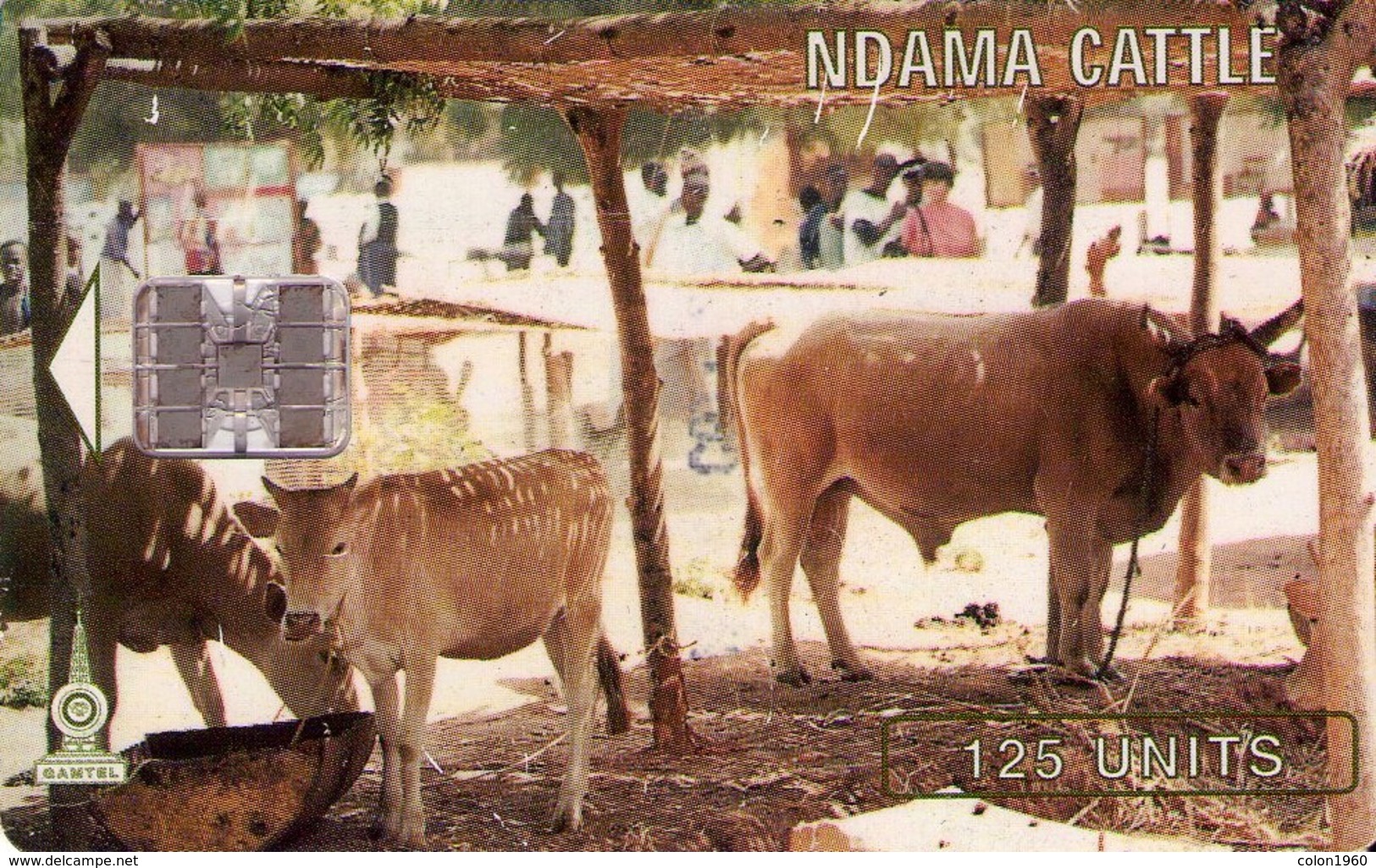 GAMBIA. GAM-12. Ndama Cattle. 125U. (002) - Gambie