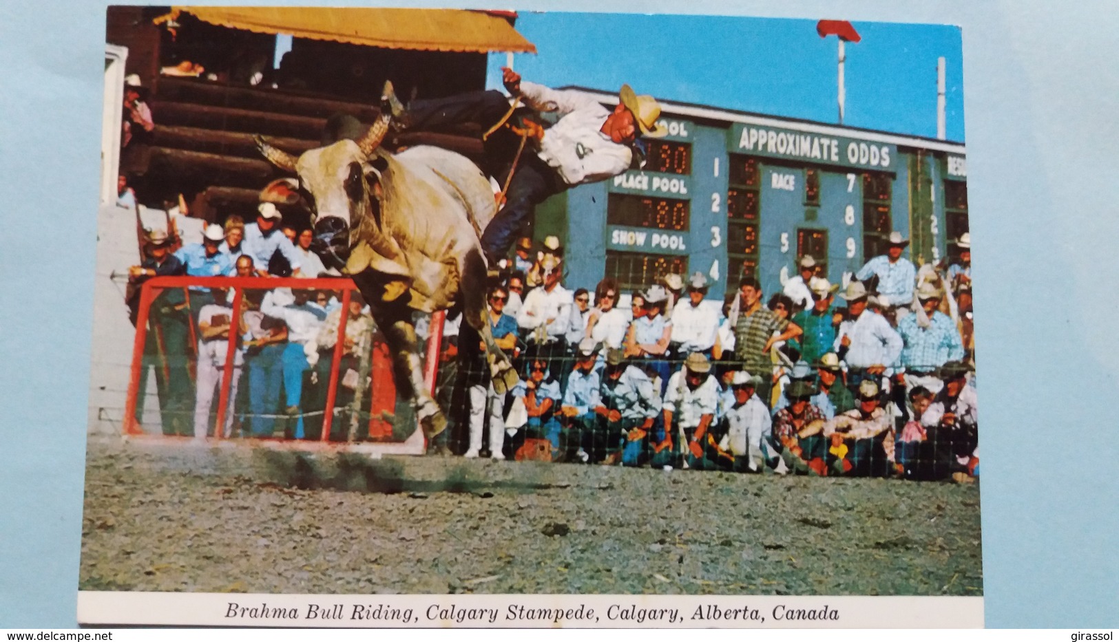 CPSM CALGARY STAMPEDE BRAHMA BILL RIDING ALBERTA CANADA PHOTO GIBBONS AMPA - Cows