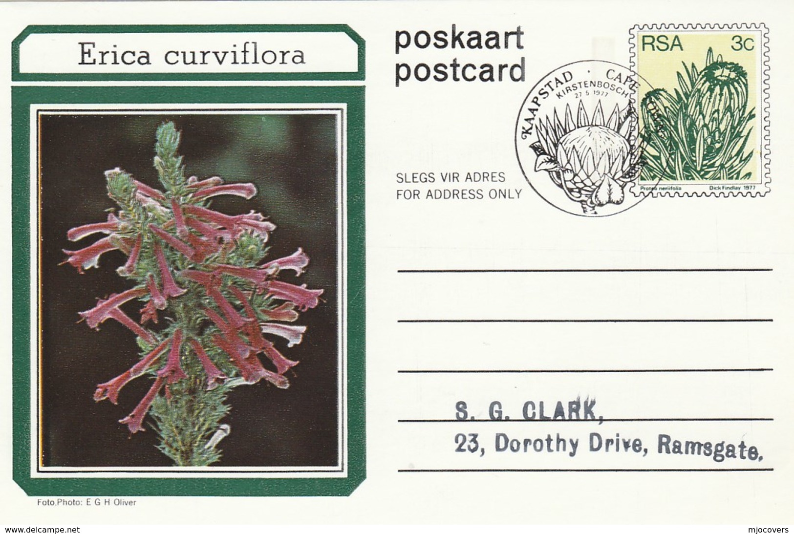 First Day 3c SOUTH AFRICA Postal STATIONERY CARD Illus ERICA CURVIFLORA FLOWER Cover Stamps Flowers Rsa - Brieven En Documenten