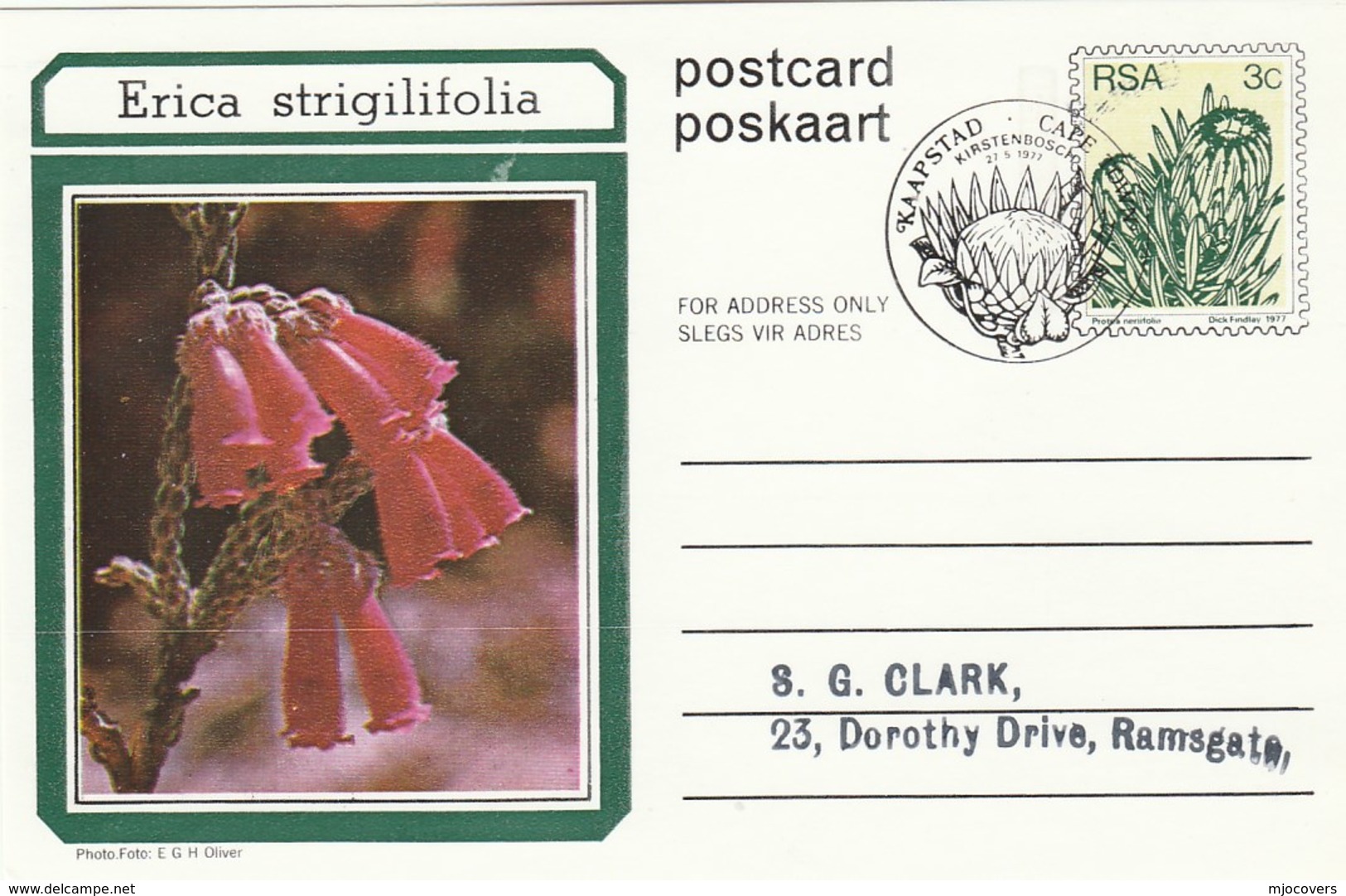 First Day 3c SOUTH AFRICA Postal STATIONERY CARD Illus ERICA STRIGILIFOLIA FLOWER Cover Stamps Flowers Rsa - Cartas & Documentos