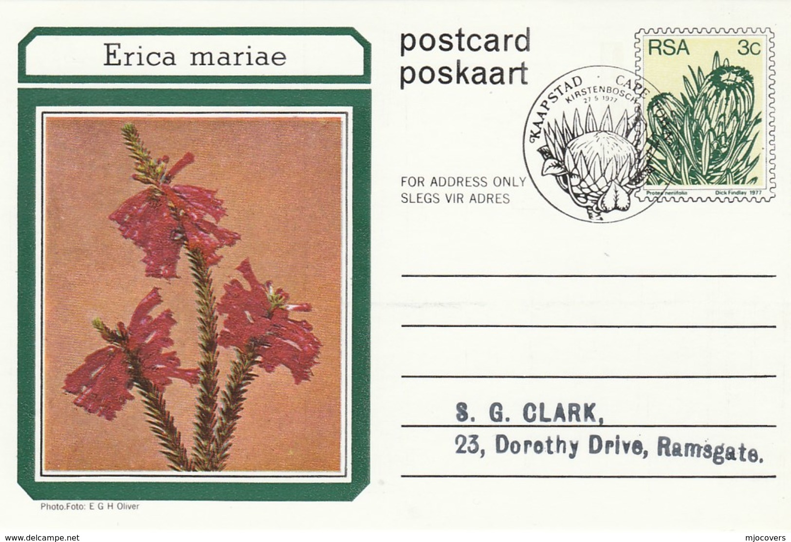 First Day 3c SOUTH AFRICA Postal STATIONERY CARD Illus ERICA MARIAE FLOWER Cover Stamps Flowers Rsa - Cartas & Documentos