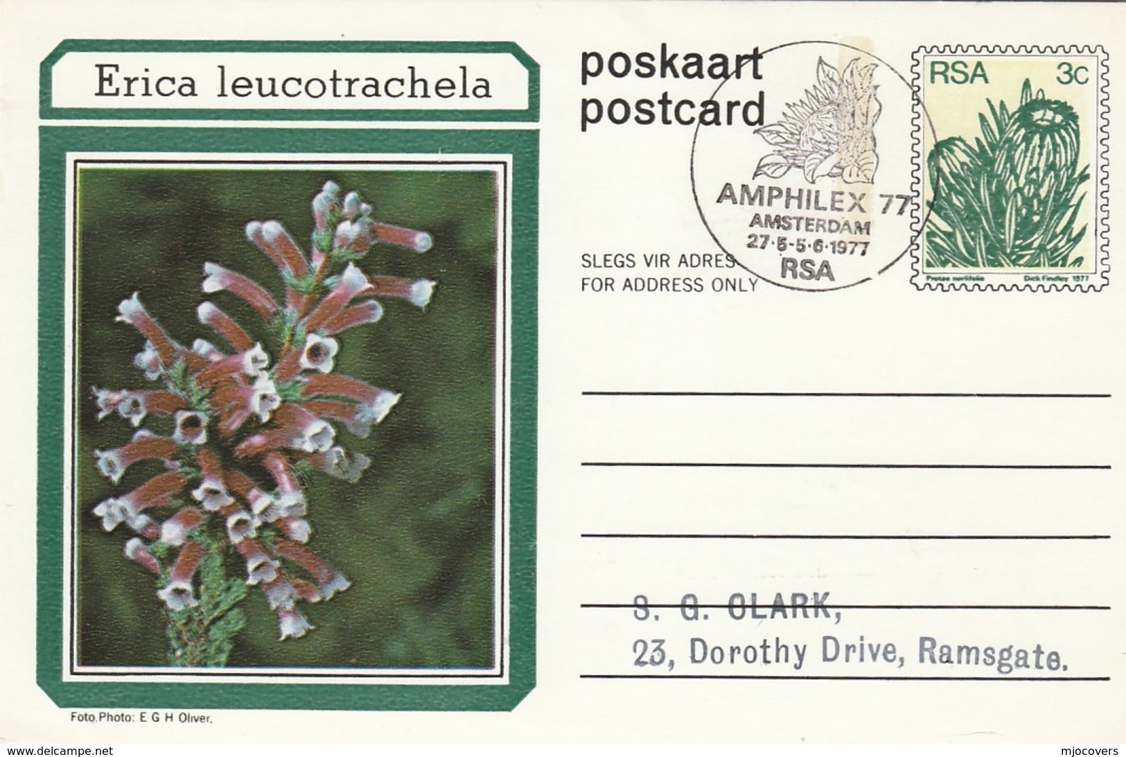 AMPHILEX Amsterdam First Day SOUTH AFRICA Postal STATIONERY CARD Ilus ERICA LEUCOTRACHELA FLOWER Cover Stamp Flowers Rsa - Covers & Documents