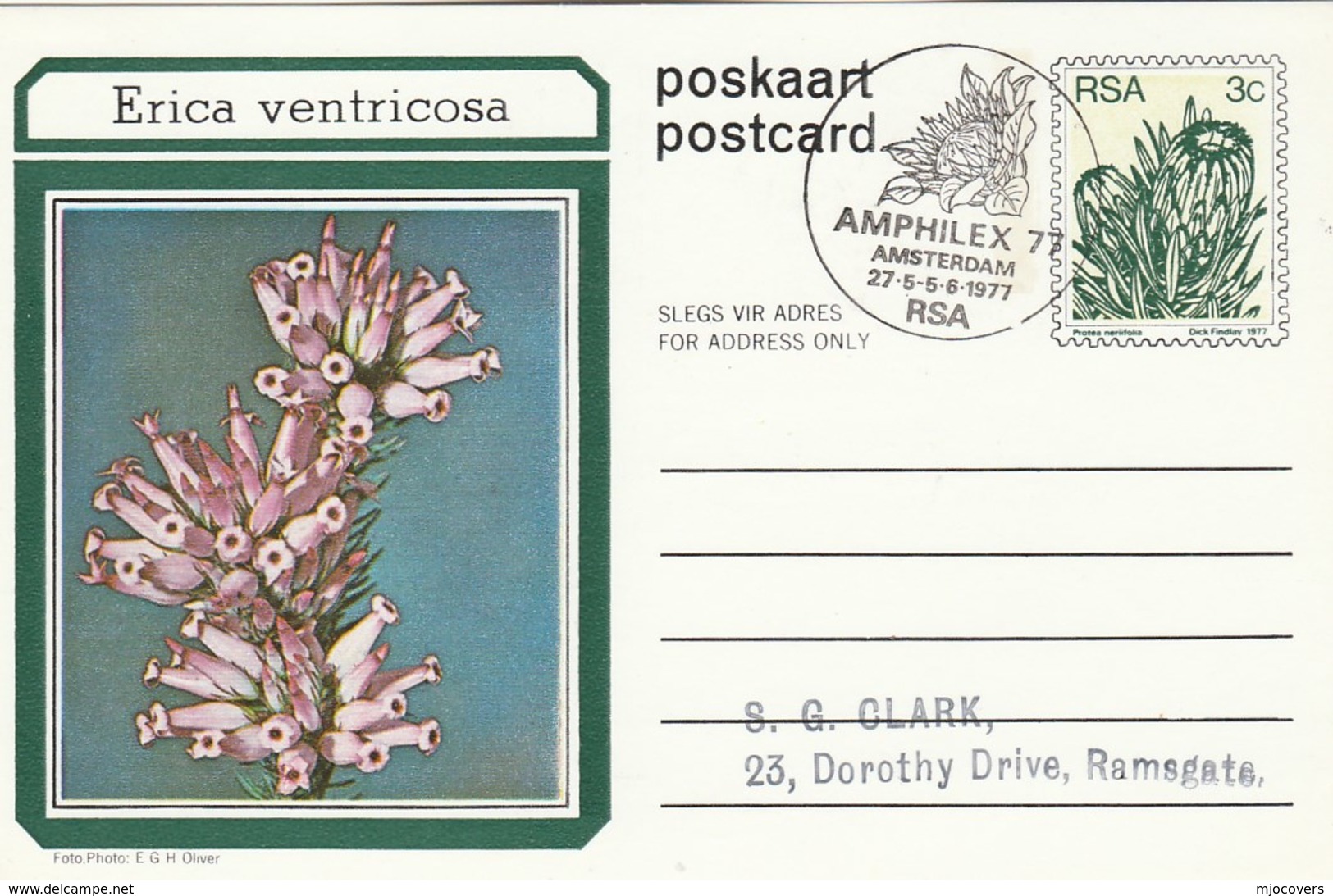 AMPHILEX Amsterdam First Day SOUTH AFRICA Postal STATIONERY CARD Illus ERICA VENTRICOSA FLOWER Cover Stamps Flowers Rsa - Lettres & Documents