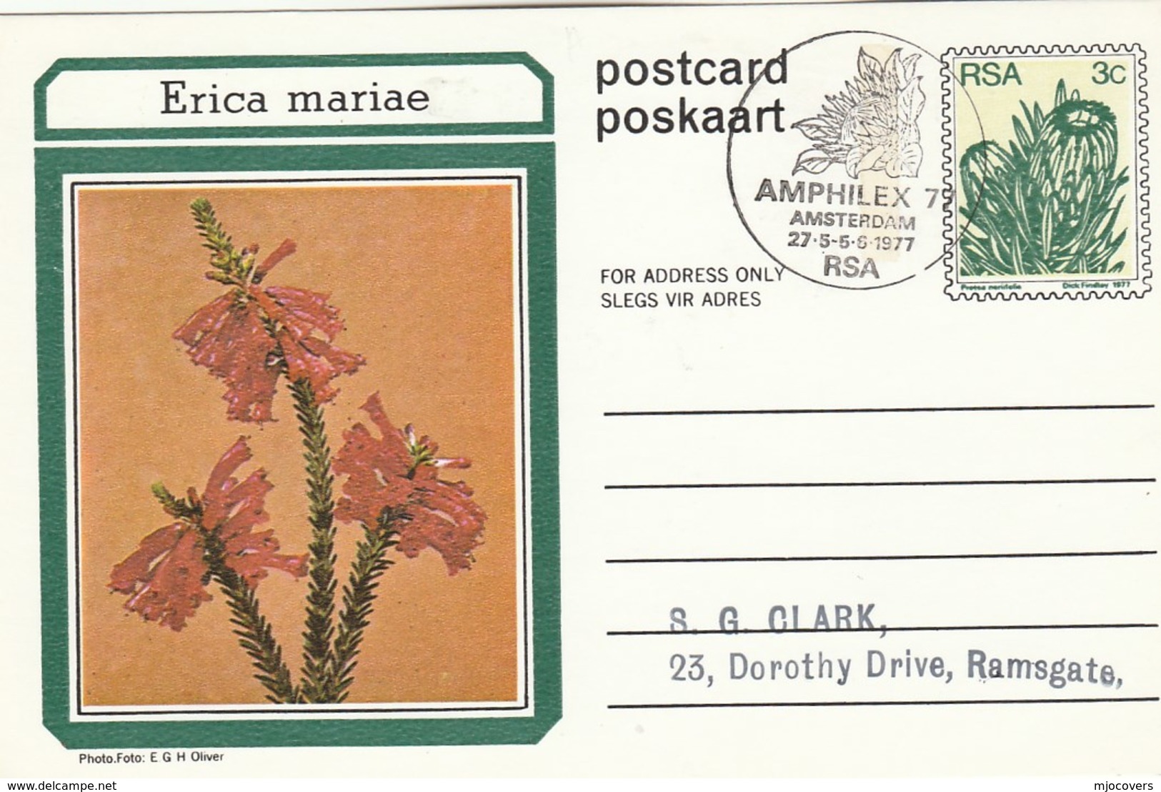 AMPHILEX Amsterdam First Day SOUTH AFRICA Postal STATIONERY CARD Illus ERICA MARIAE FLOWER Cover Stamps Flowers Rsa - Covers & Documents