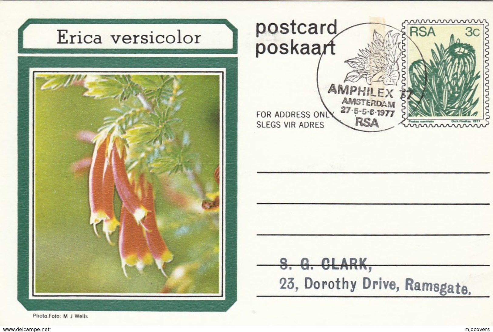 AMPHILEX Amsterdam First Day SOUTH AFRICA Postal STATIONERY CARD Illus ERICA VERSICOLOR FLOWER Cover Stamps Flowers Rsa - Covers & Documents