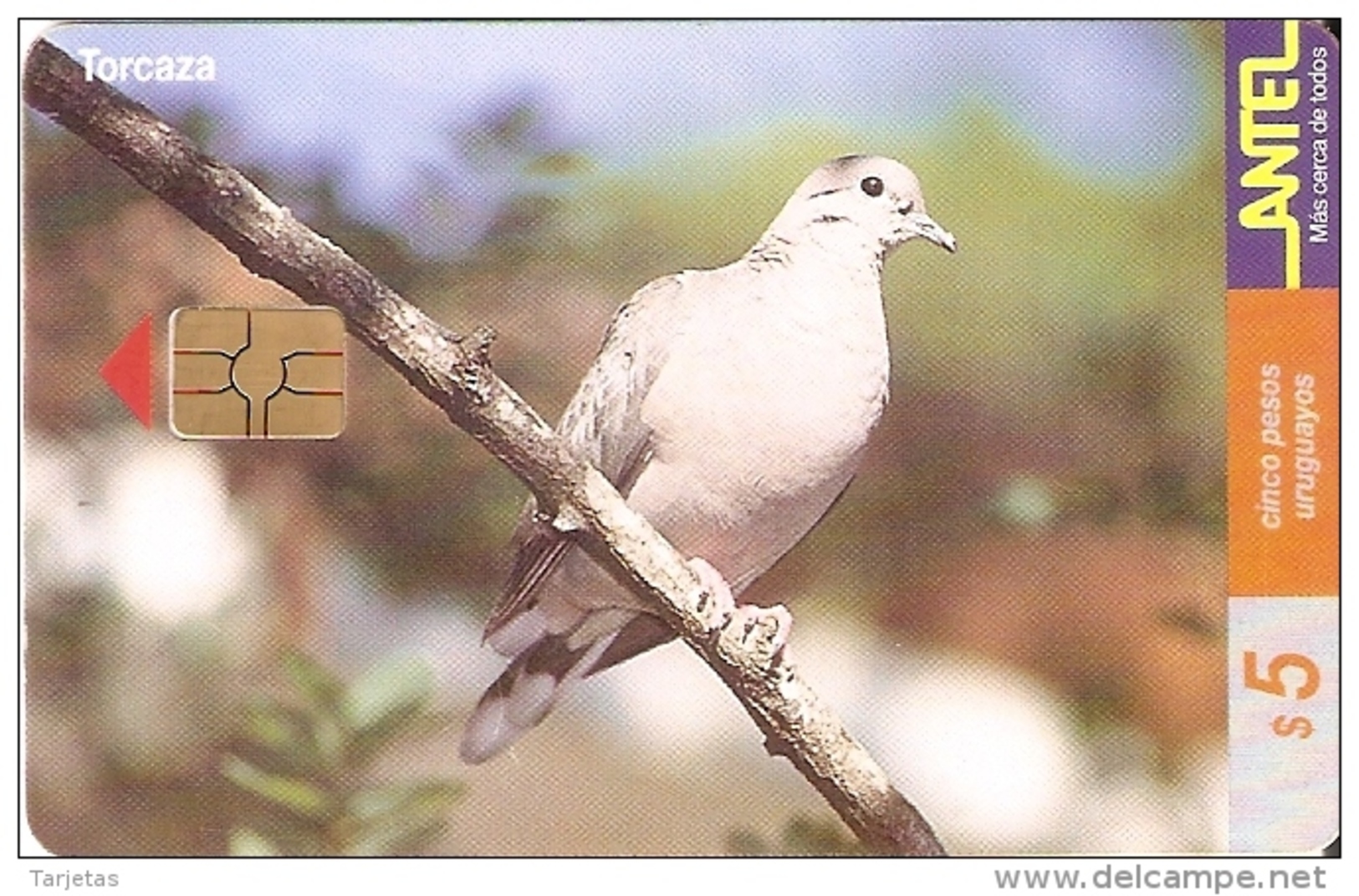 Nº 124 TARJETA DE URUGUAY DE UNA TORCAZA  (BIRD-PAJARO) - Otros & Sin Clasificación