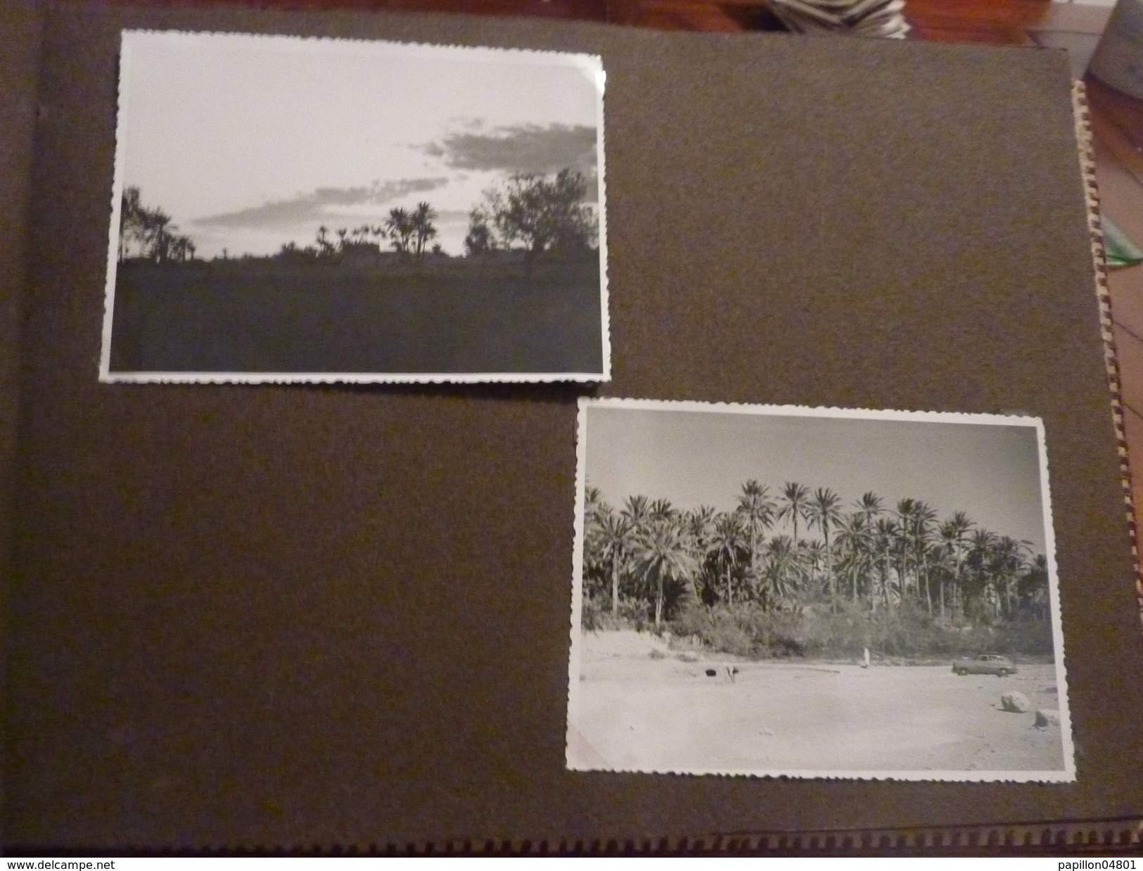 ALBUM PEAU DE CROCODILE 62 PHOTOS ORIGINALES ANNEE 1950 TUNISIE VOYAGES VIE QUOTIDIENNE