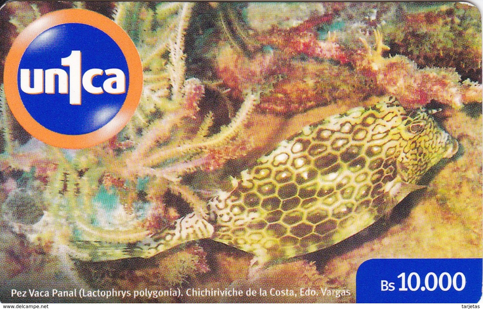 TARJETA DE VENEZUELA DE UN PEZ VACA PANAL  (UNDERWATER WORLD-FISH) - Peces