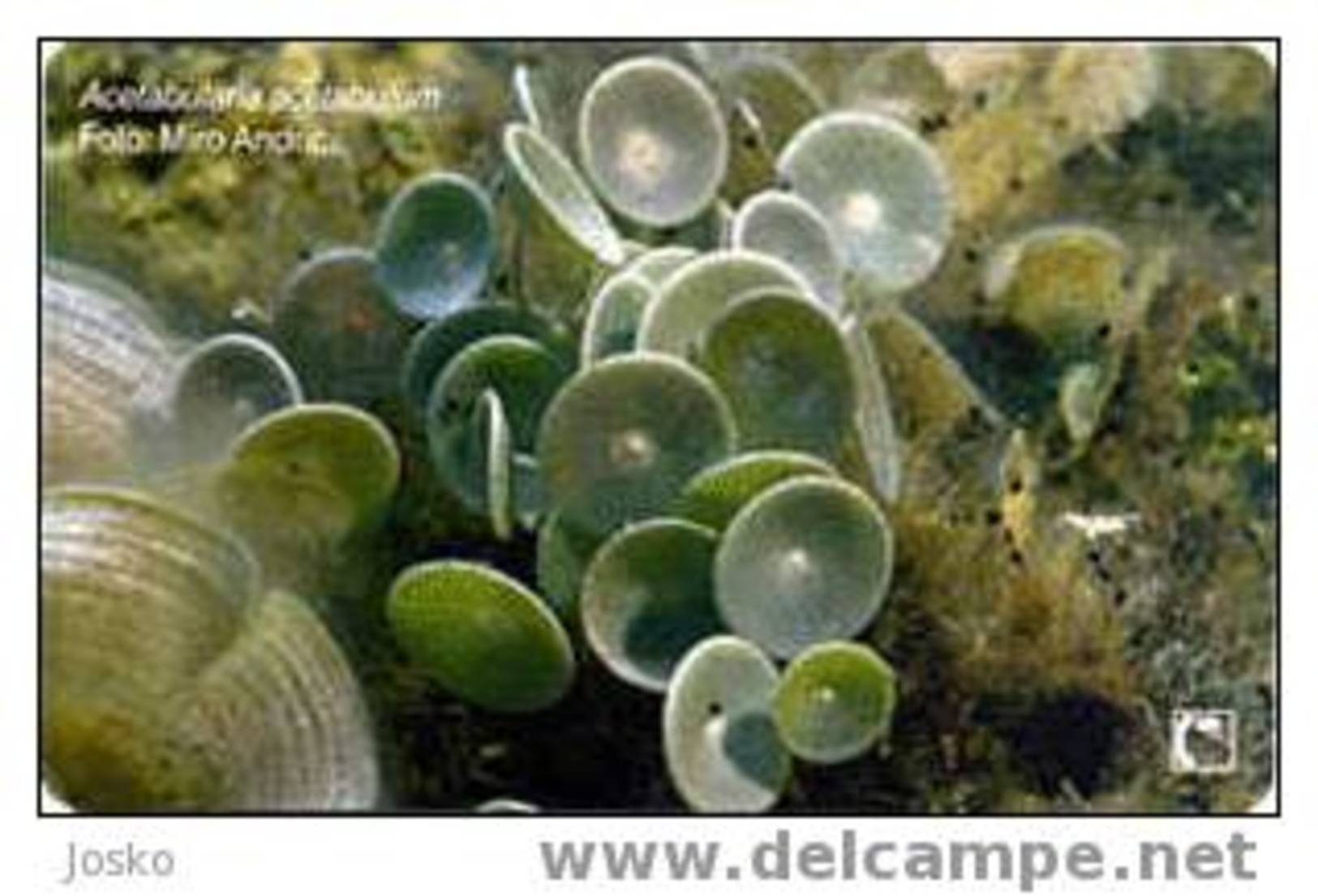 ACETABULARIA ACETABULUM - 100. Kuna ( Croatie Rare Card - High Value  ) Marine Life Undersea Underwater Sea Fish Poisson - Croatie