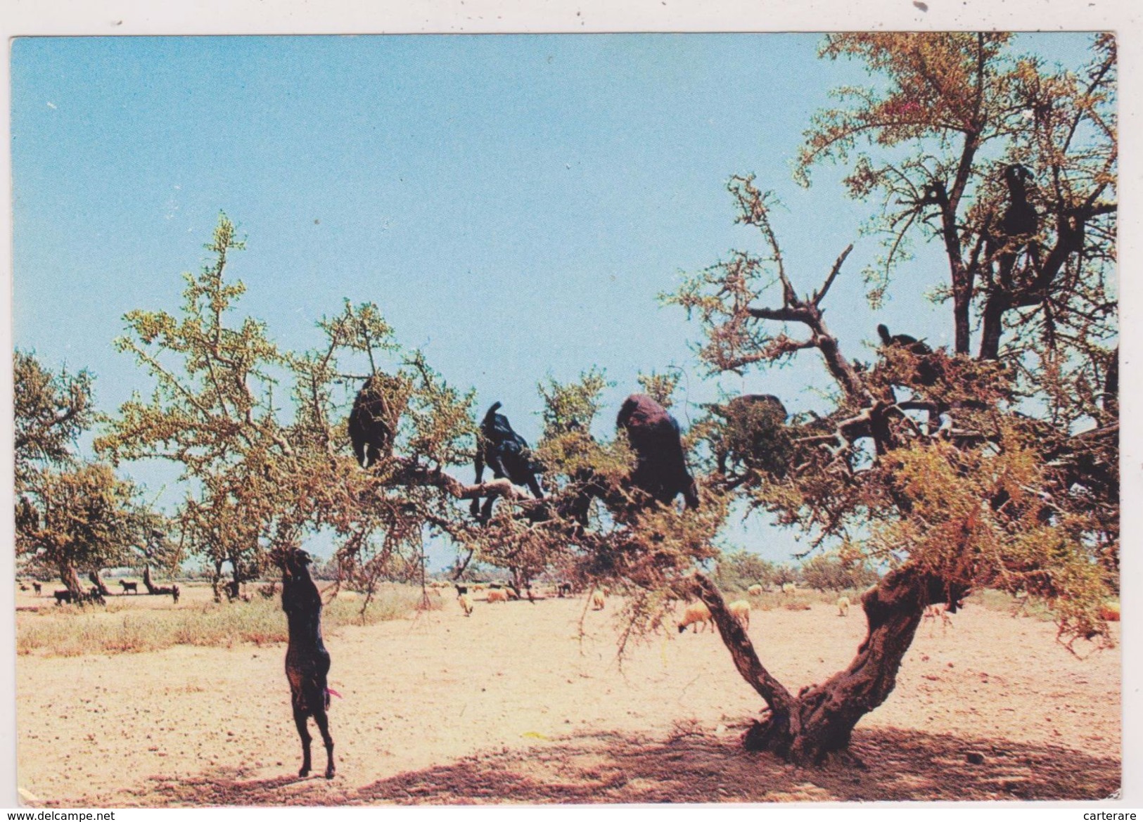 AFRIQUE,AFRICA,MAROC,MOROCCO,AGADIR,CHEVRE ACROBATE ,CHEVRES - Agadir