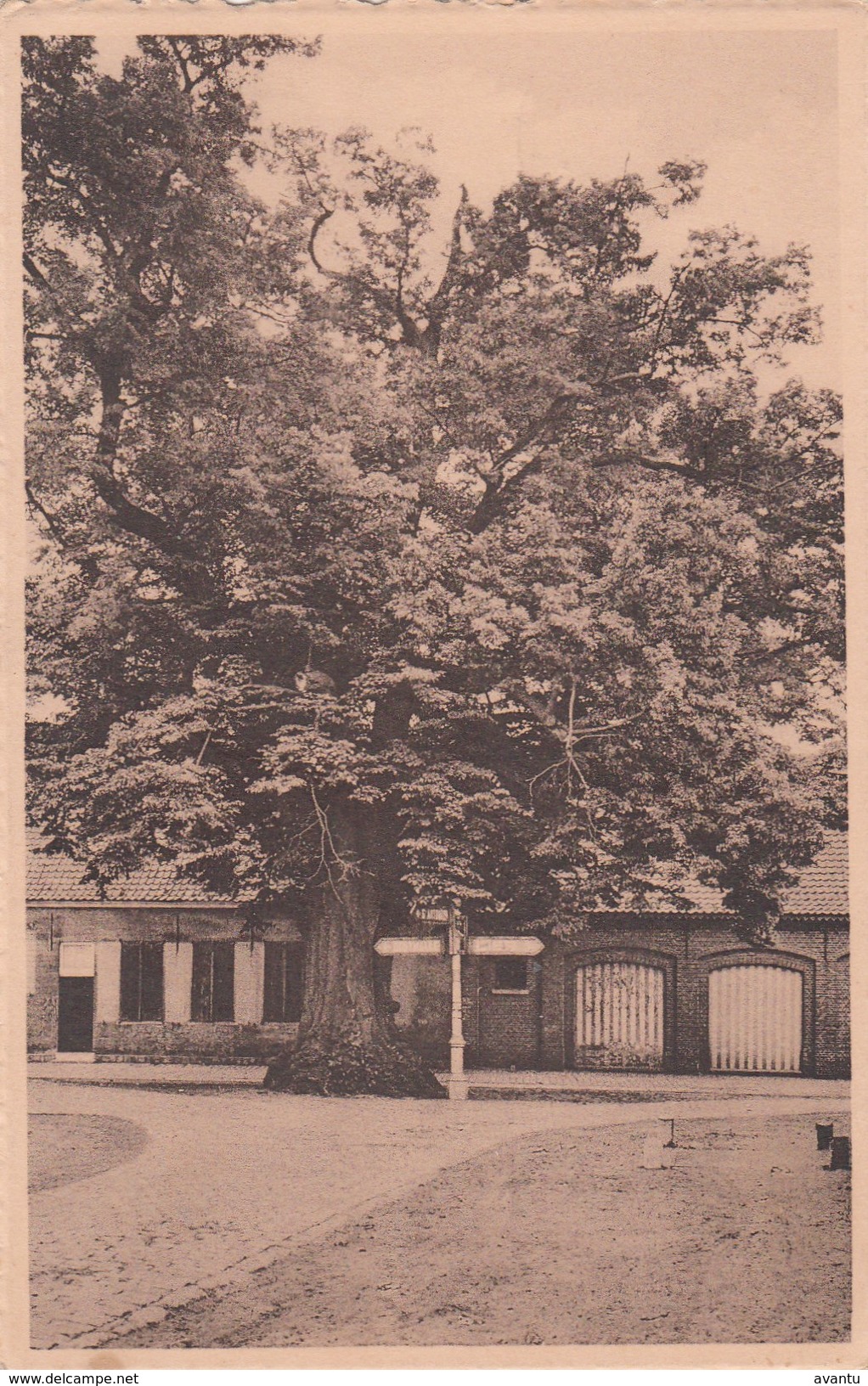 ZOERSEL / DE LINDEBOOM VAN 800 JAAR OUD - Zoersel