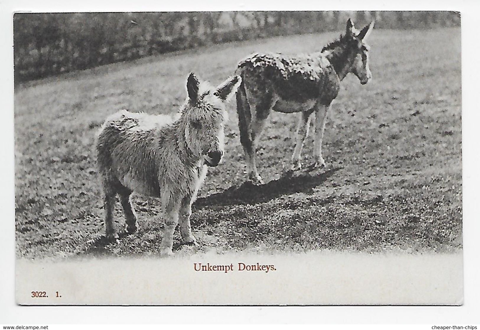 Unkempt Donkeys - Donkeys