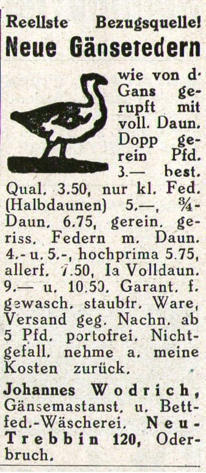 Original-Werbung/ Anzeige 1929 - GÄNSEFEDERN / JOHANNES WODRICH - NEU - TREBBIN / ODERBRUCH - Ca. 30 X 60 Mm - Advertising