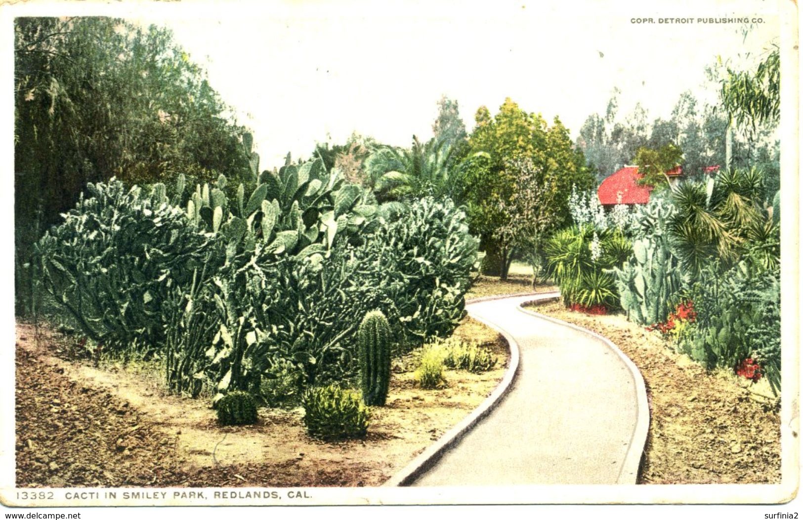 CACTI - IN SMILEY PARK, REDLANDS CALIFORNIA - OLD - Cactusses