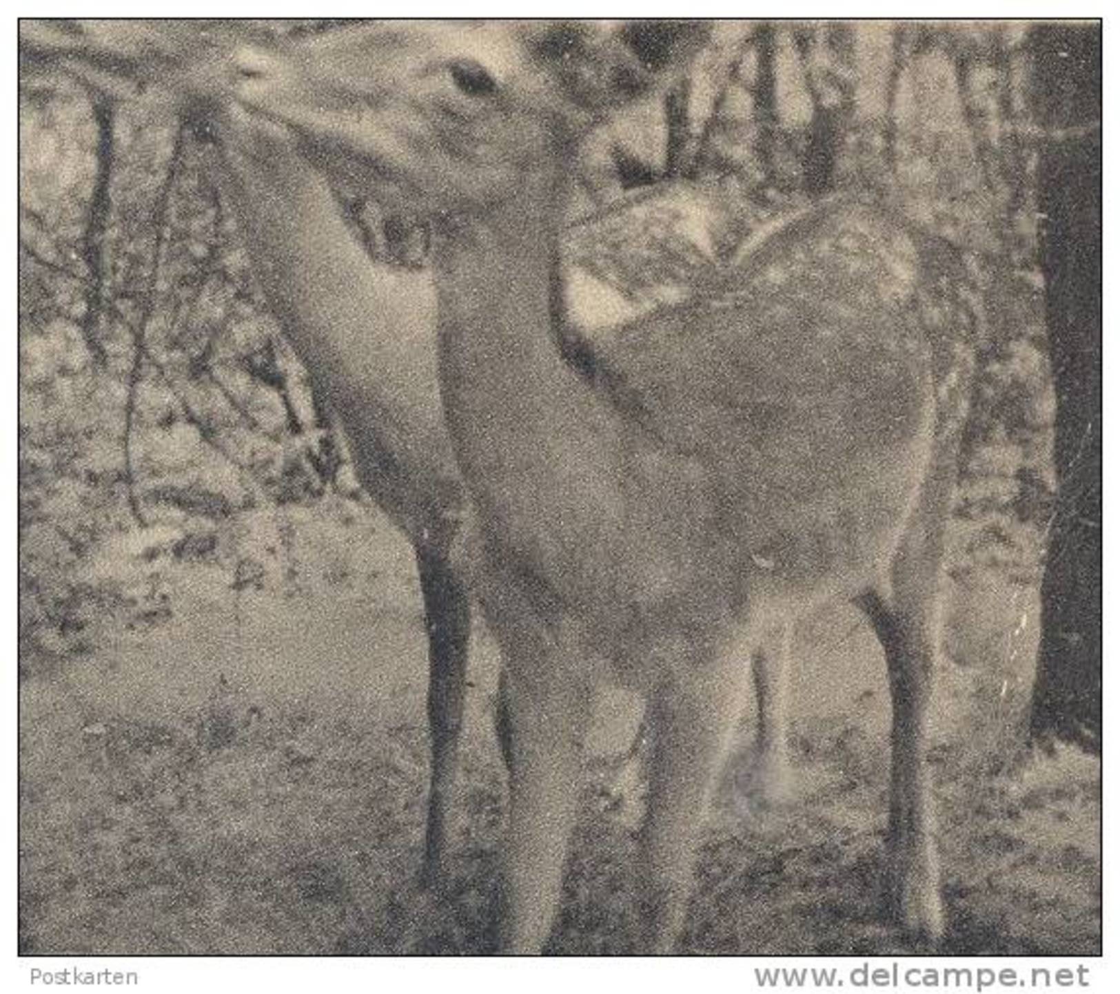 ALTE POSTKARTE HAMM TIER- & PFLANZENGARTEN-VEREIN ZOO REH DEER CHEVREUIL WASCHBÄR STORCH Stork Coon Beflaggung - Hamm