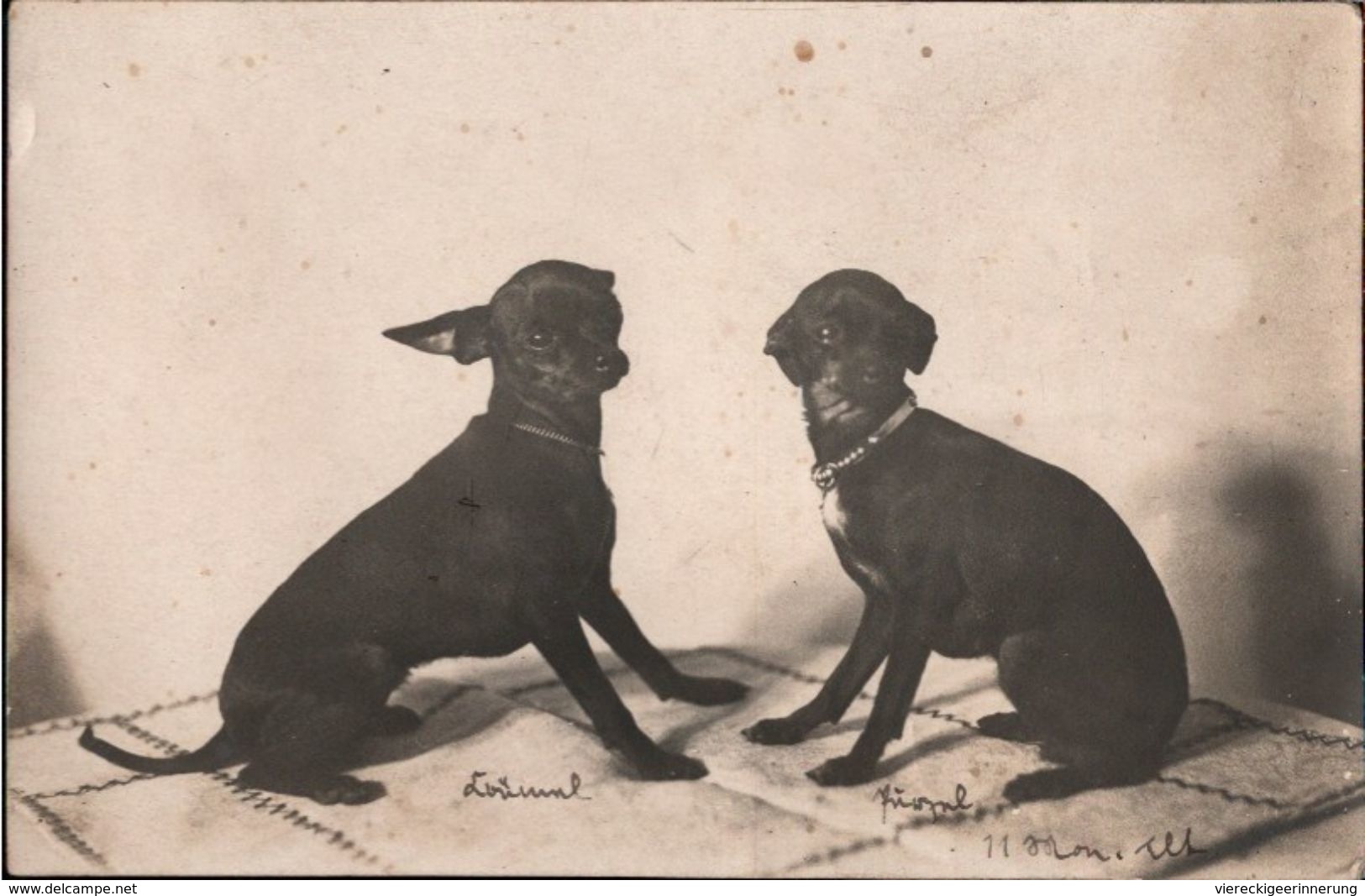 ! Alte Fotokarte 1909 Erfurt , Hunde, Dogs, Photo, Thüringen - Chiens