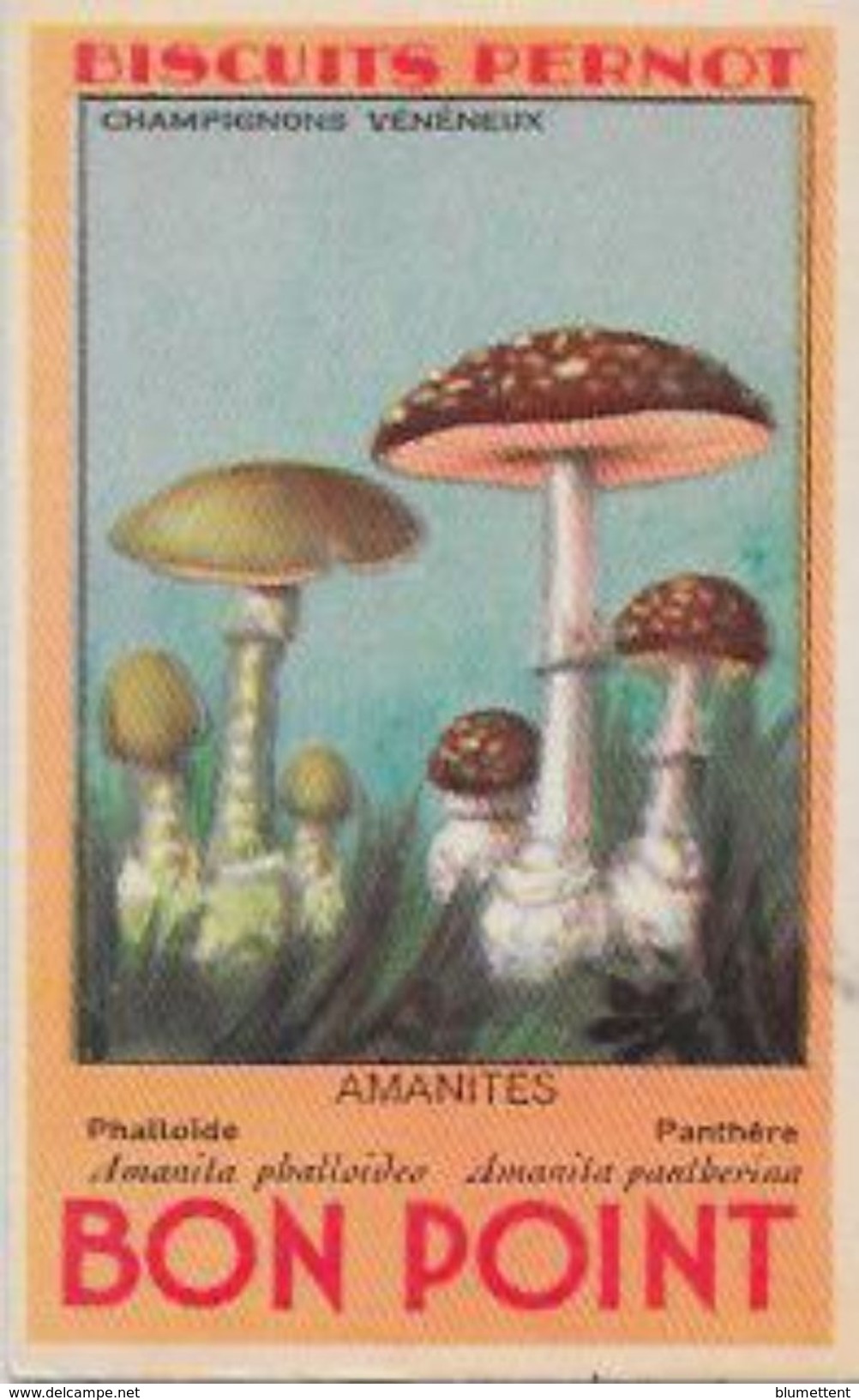 Chromo Champignon Mushroom 8 X 5 Texte Explicatif Au Dos Bon Point PERNOT - Other & Unclassified