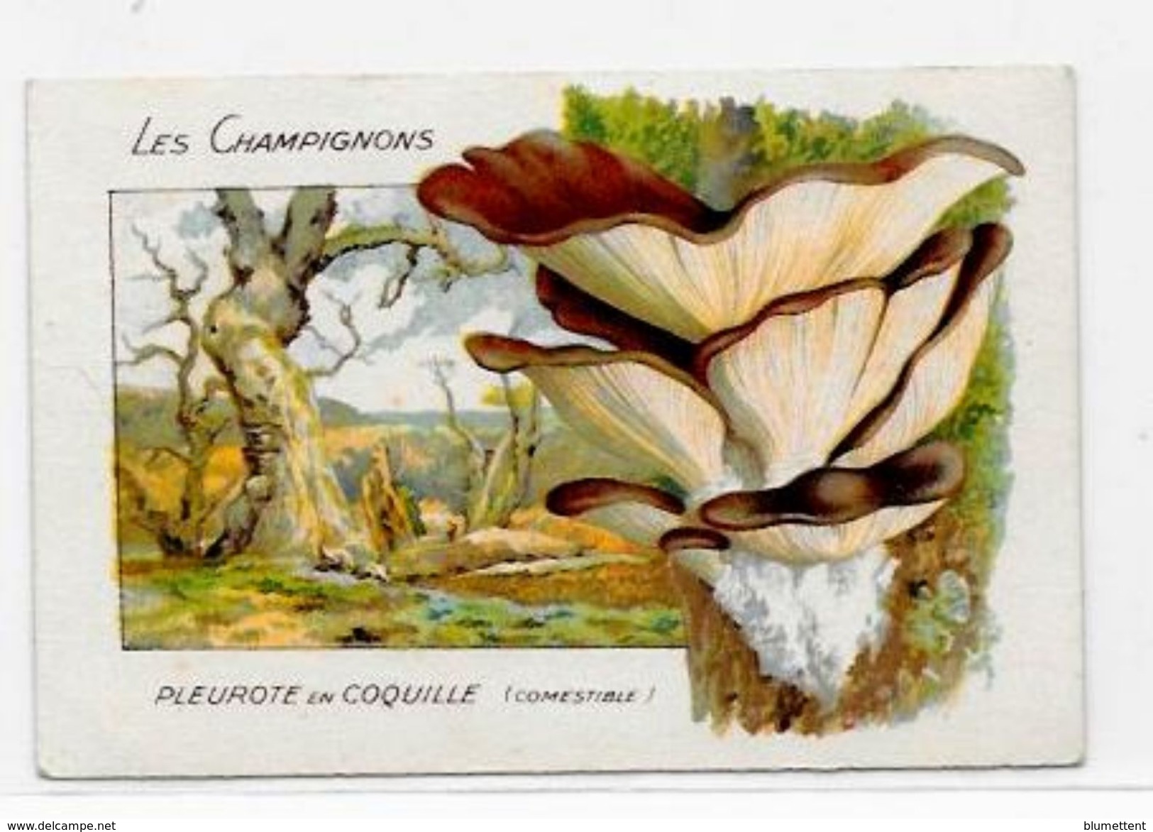 Chromo Champignon Mushroom 10,5 X 7 Texte Explicatif Au Dos - Other & Unclassified