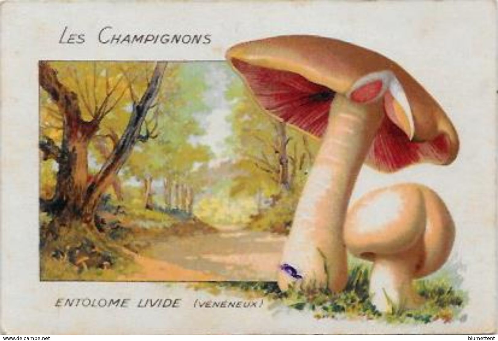 Chromo Champignon Mushroom 10,5 X 7 Texte Explicatif Au Dos - Other & Unclassified