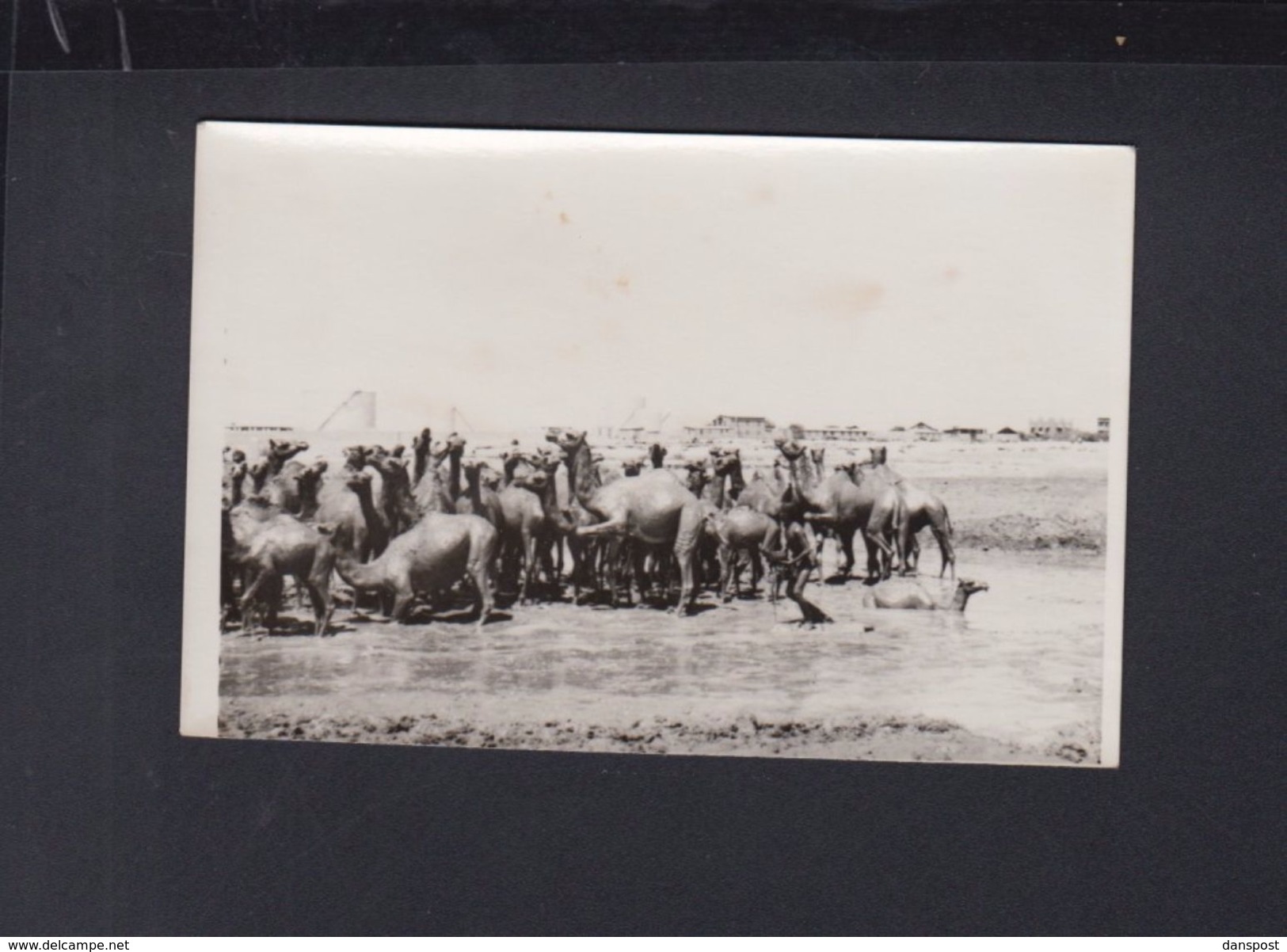 Saudi Arabia Original Photo Camels Bathing In Crude Oil Jeddah (?) 1950s - Saudi Arabia