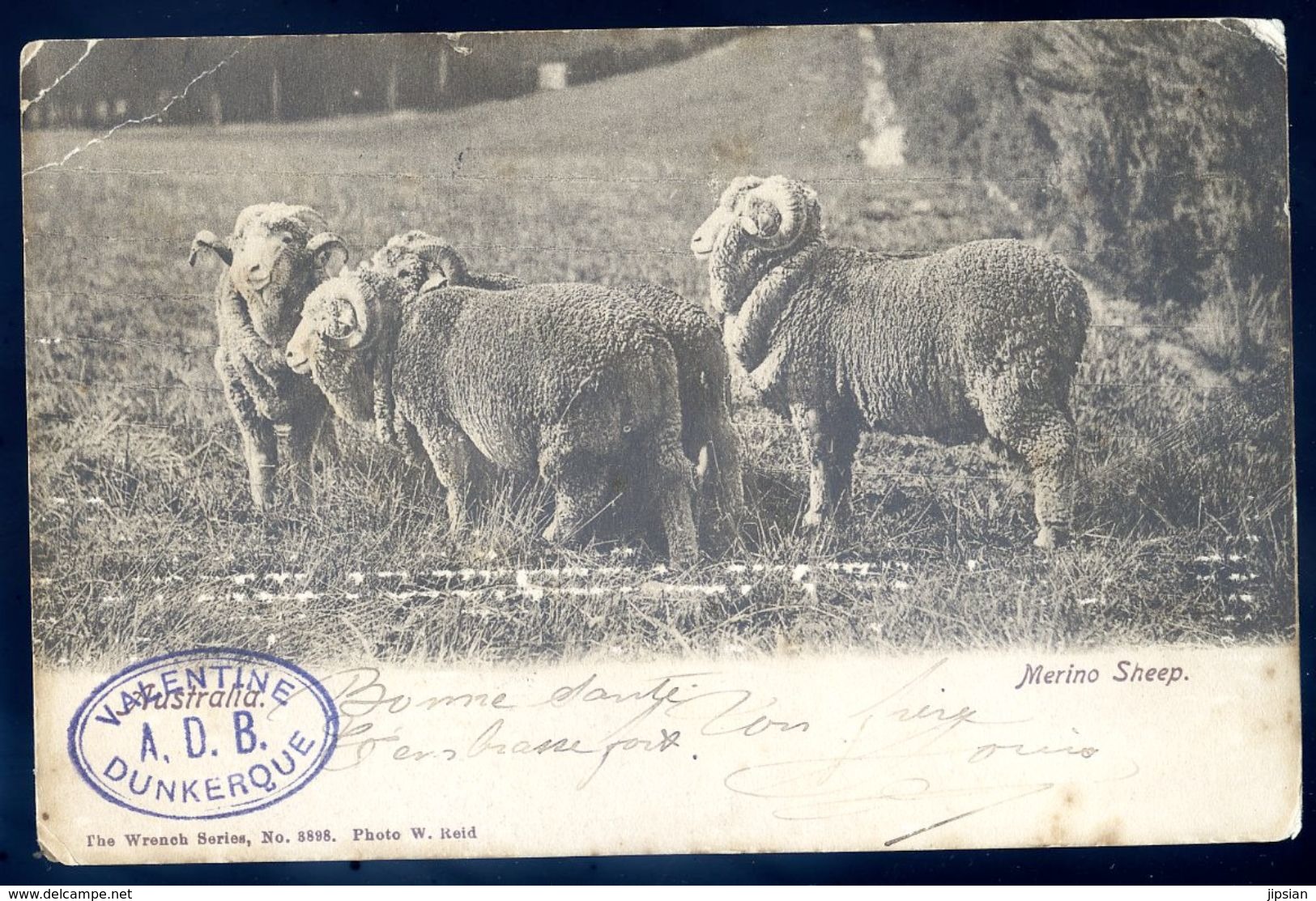 Cpa  Australie Australia Merino Sheep   SEP17-42 - Autres & Non Classés