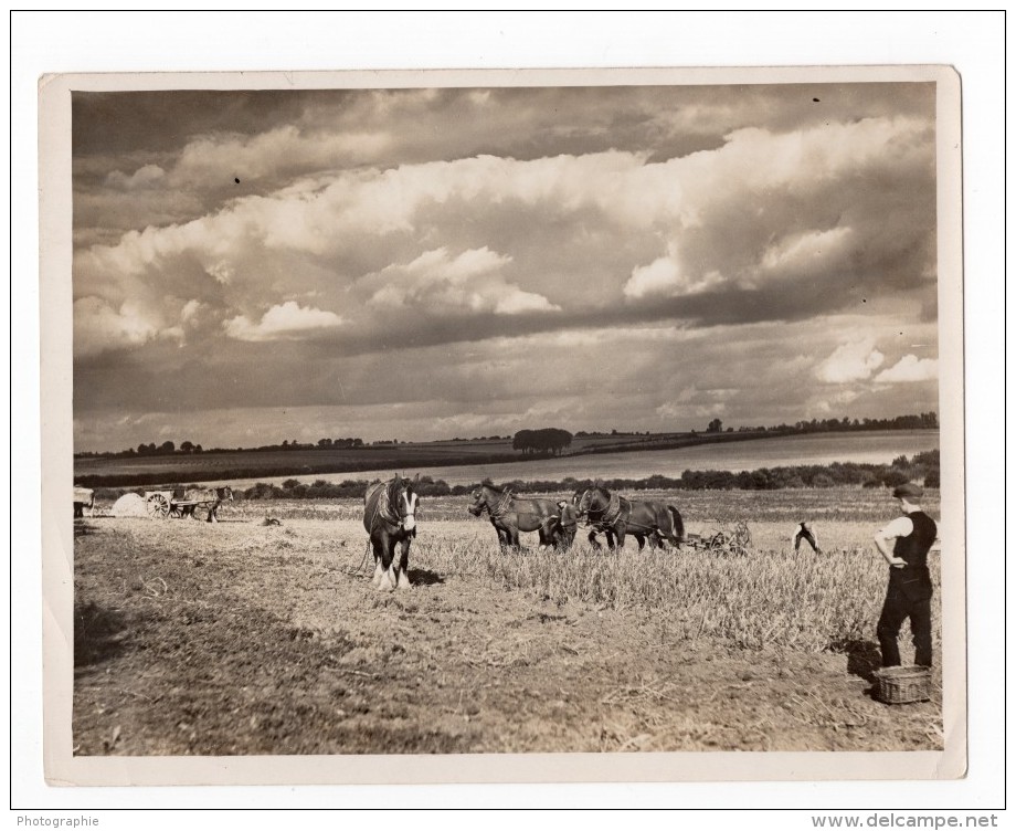 Royaume Uni Campagne Anglaise Travaux Des Champs Chevaux Ancienne Photo 1930 - Professions