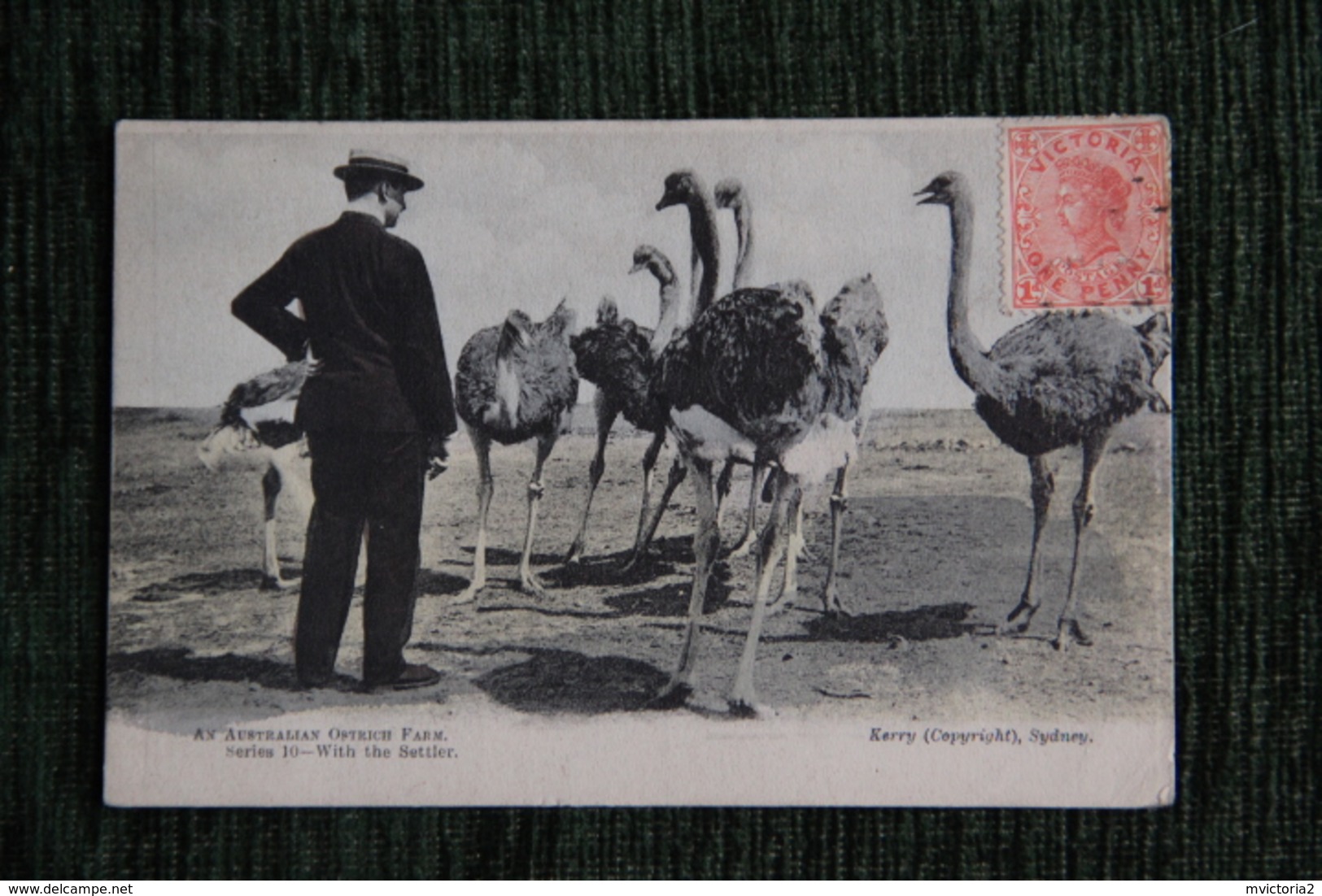 AUSTRALIE - OSTRICH FARM - Autres & Non Classés