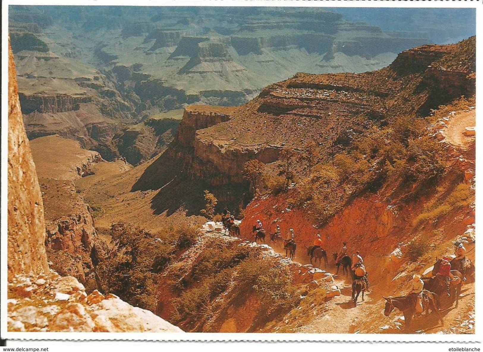 CPM Grand Canyon, National Park, Arizona - Mule Ride - Balade à Cheval, Randonnée équestre - Gran Cañon