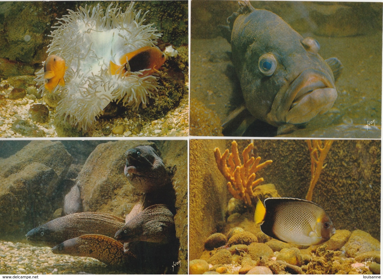 17 / 10 / 91  -    LOT  DE  8  CPM (grd. Mod. )  -  MUSÉE OCÉANOGRAPHIQUE DE   MONACO  -  POISSONS  DIVERS - 5 - 99 Postcards