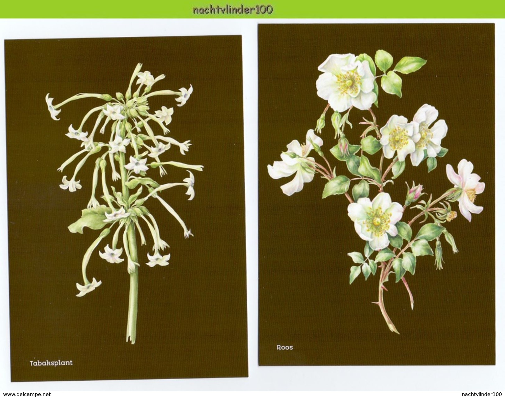 MR001b FLORA BLOEMEN ROOA DUIFKRUID ROSE JANNEKE BRINKMAN-SALENTIJN FLOWERS BLUMEN FLEURS FLORES NEDERLAND 2017 POSTCARD - Bloemen