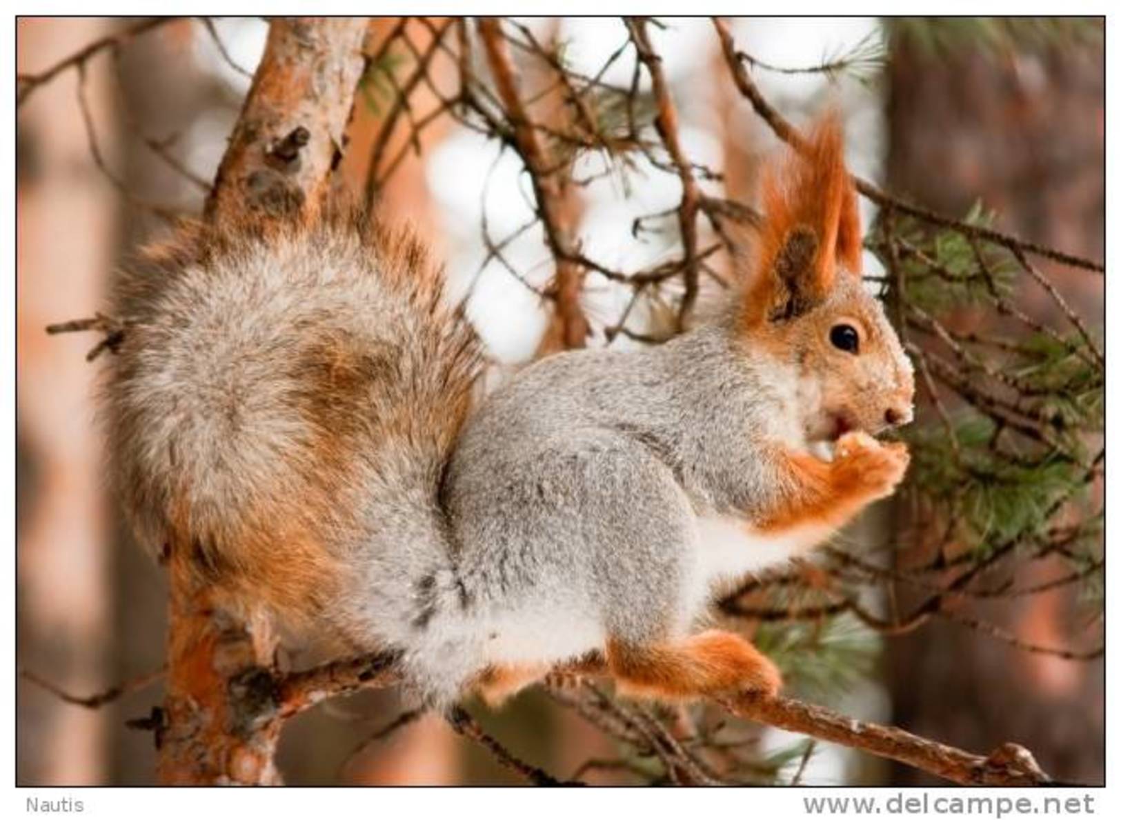 New Postcard, Postkarte, Carte Postale, Animal, Tier, Animale, Squirrel - Other & Unclassified
