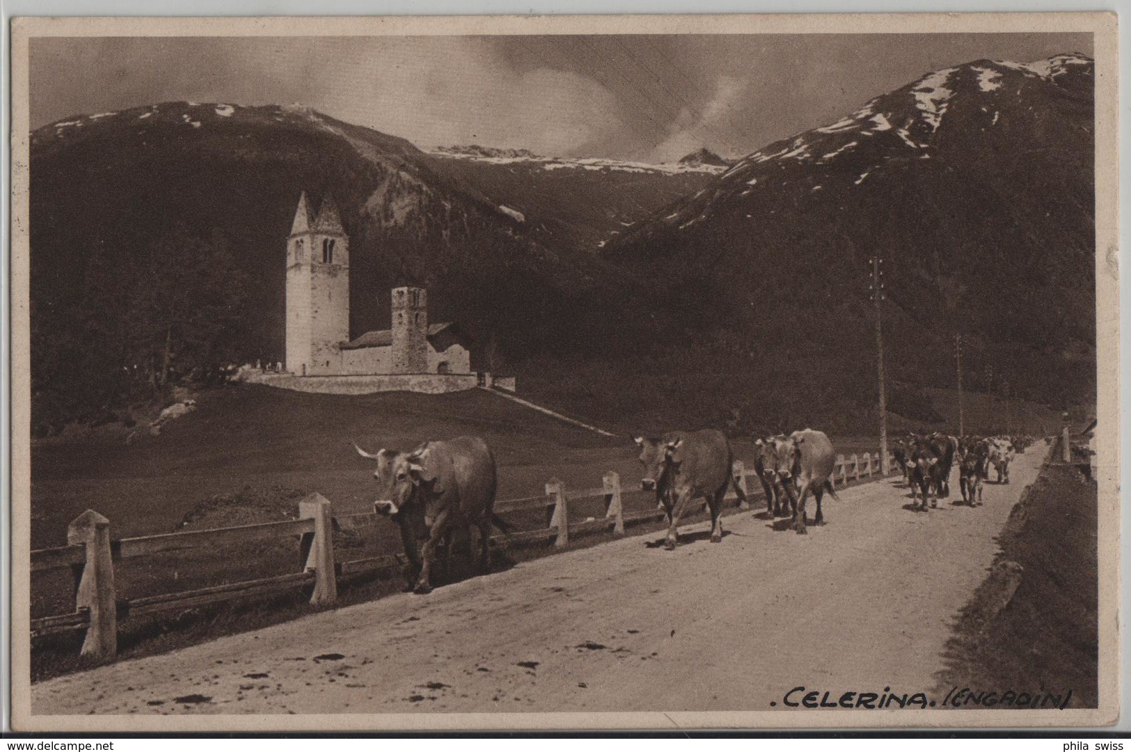 San Gian Bei Celerina - Engadin - Kühe Vaches - Photo: Engadin Press - Celerina/Schlarigna