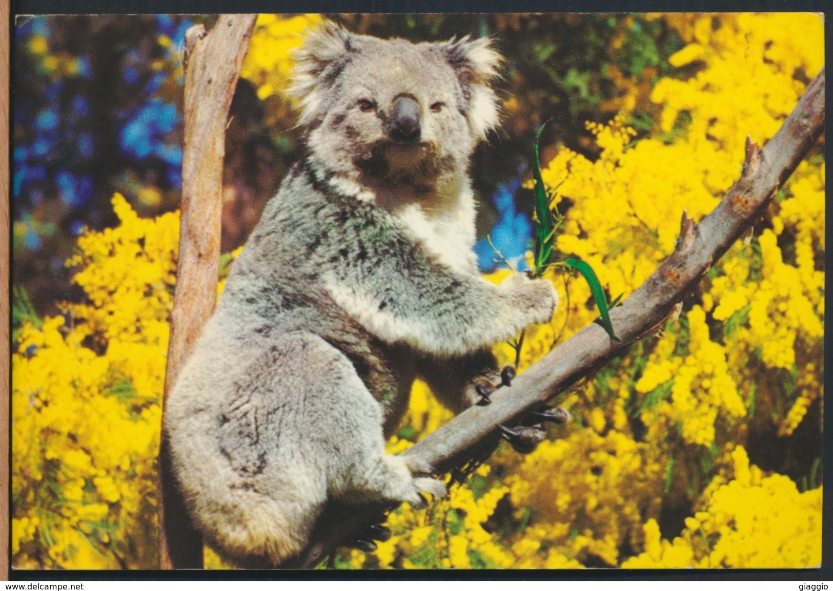 °°° 8687 - AUSTRALIA - KOALA - With Stamps °°° - Altri & Non Classificati