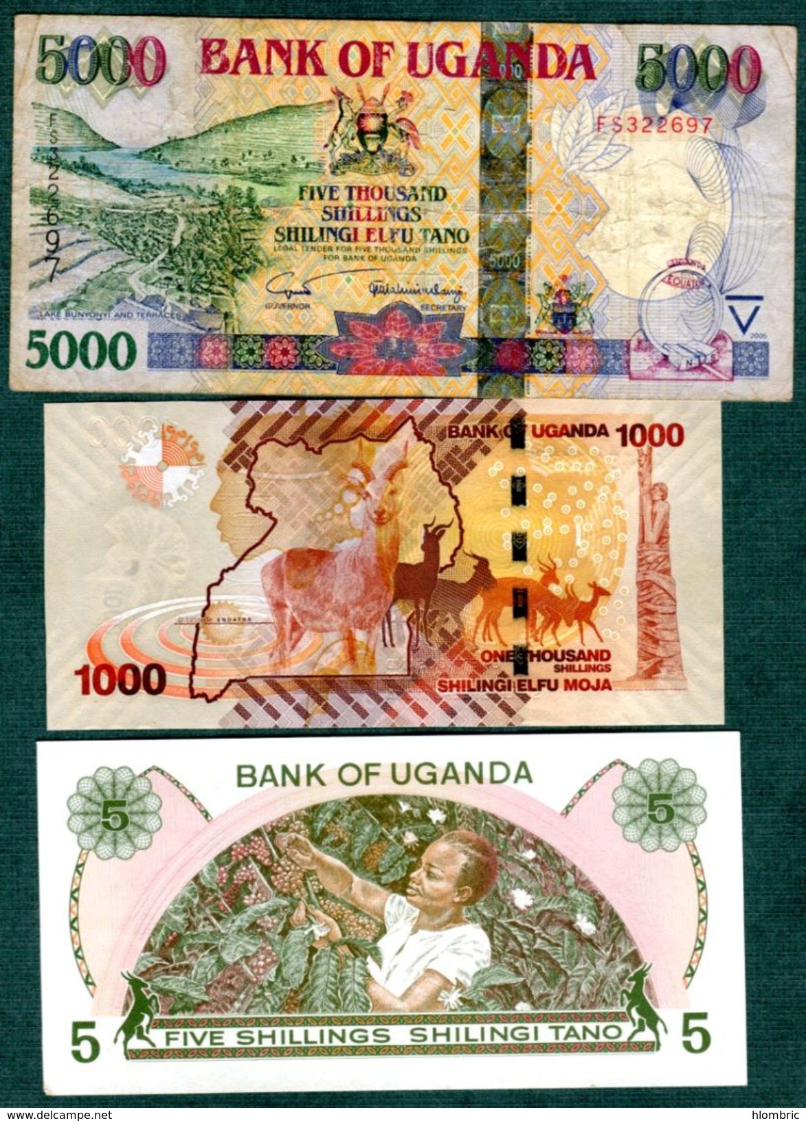 Ouganda  5  Billets - Uganda