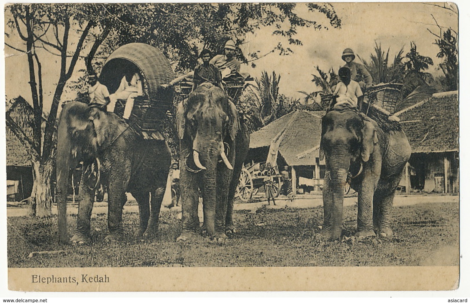 Elephants Kedah Used From Penang 1910 - Malesia