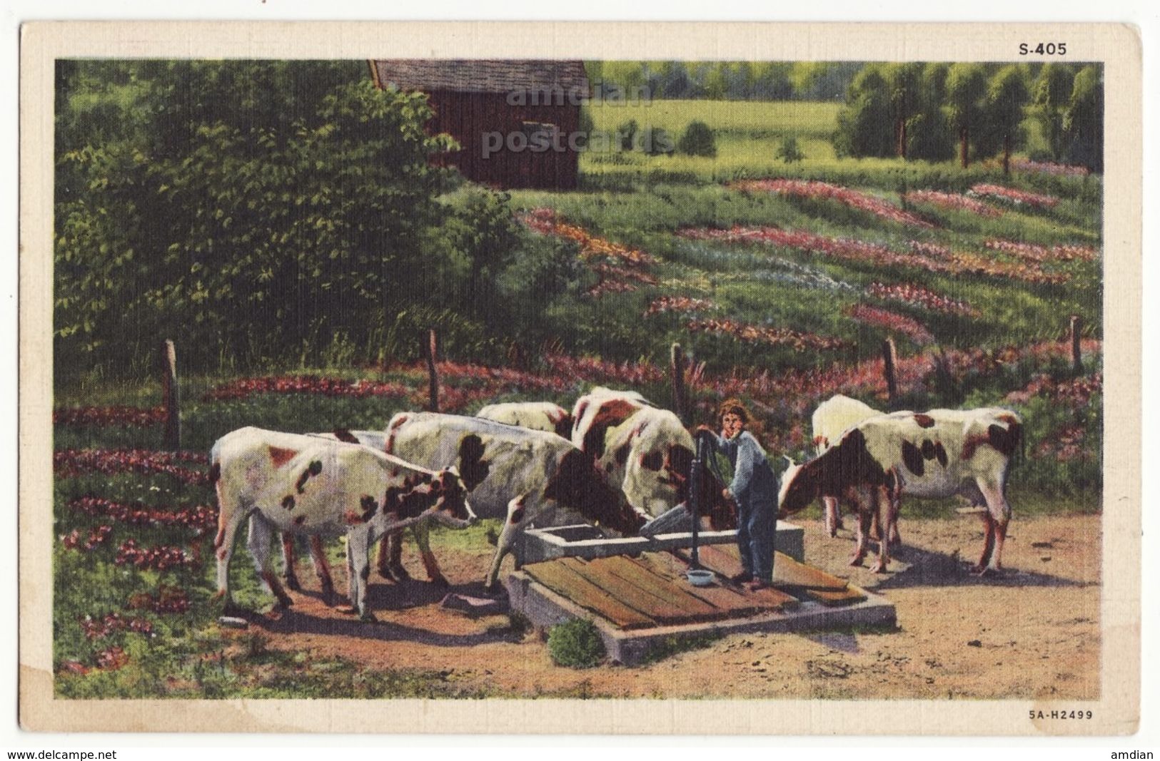 Giving Water To Cattle, American Farming Rural Scene 1940s Linen Vintage Curt Teich Postcard M8565 - Viehzucht