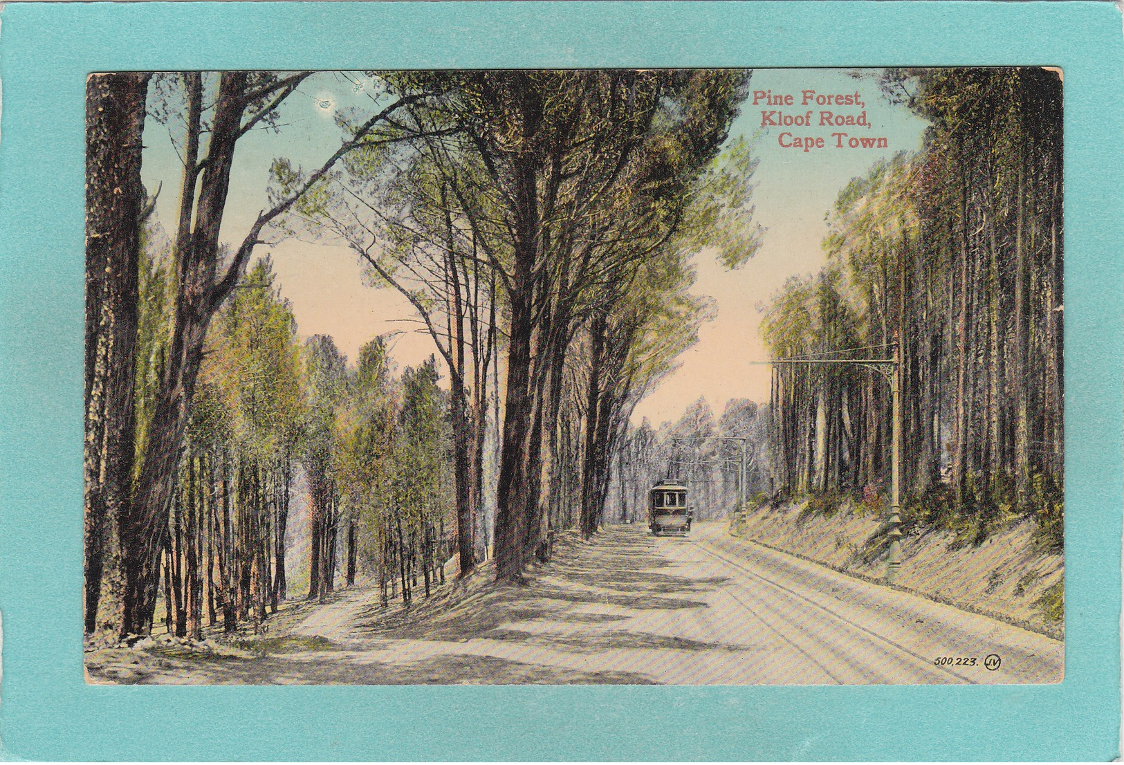 Old Postcard Of Pine Forest,Kloof Road,Cape Town, Western Cape, South Africa,R32. - South Africa