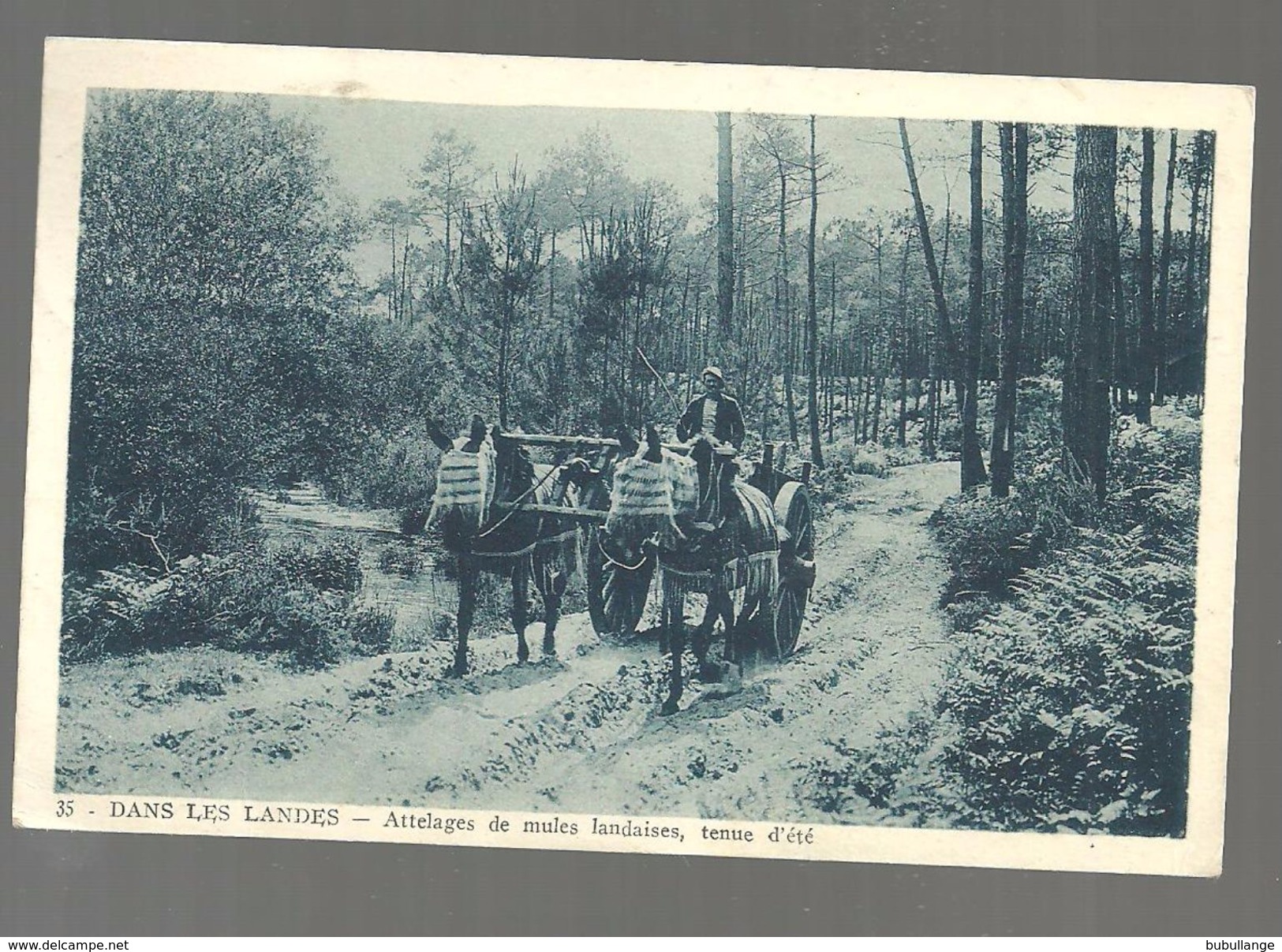 CPA  1936 Dans Les Landes, Attelages De Mules Landaises, Tenue D'été, édit E.Vignes N°35 - Castets