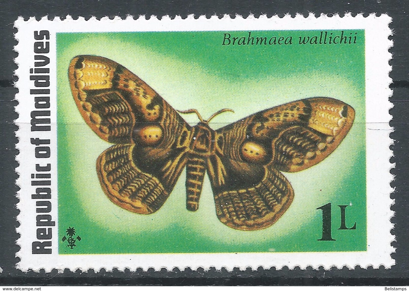 Maldive Islands 1975. Scott #584 (MNH) Brahmaea Wallichii, Butterfly - Maldives (1965-...)