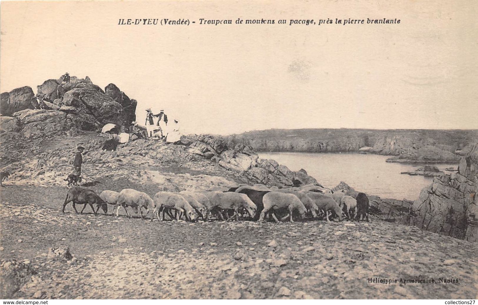 85-ILE-D'YEU- TROUPEAU DE MOUTONS AU PACAGE, PRES LA PIERRE BRANLANTE - Ile D'Yeu