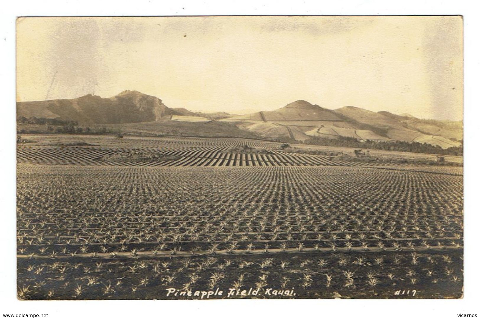 PHOTO CARD HAWAI Pineapple Field  KAUAI - Kauai